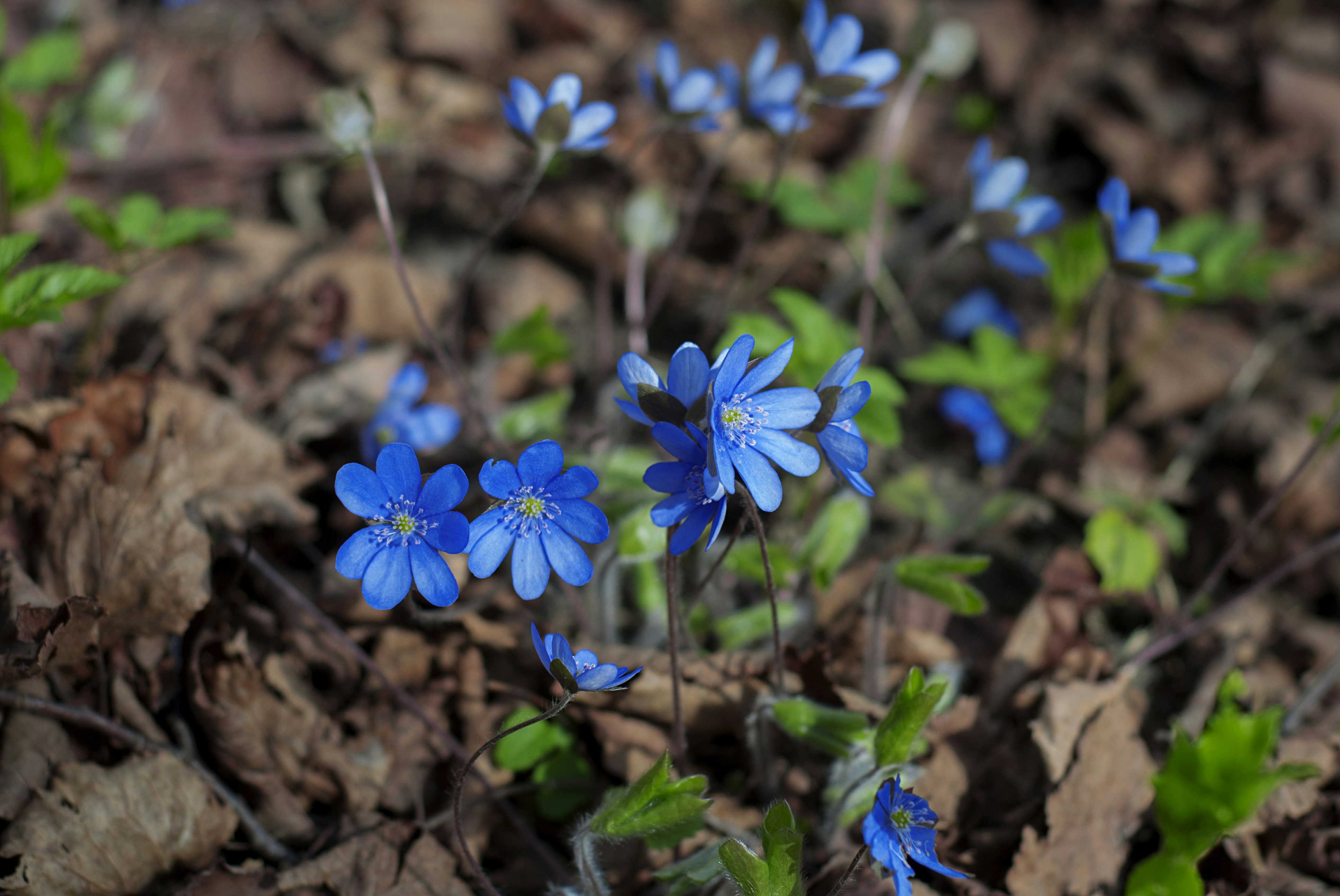 Photo by kovalskihelga