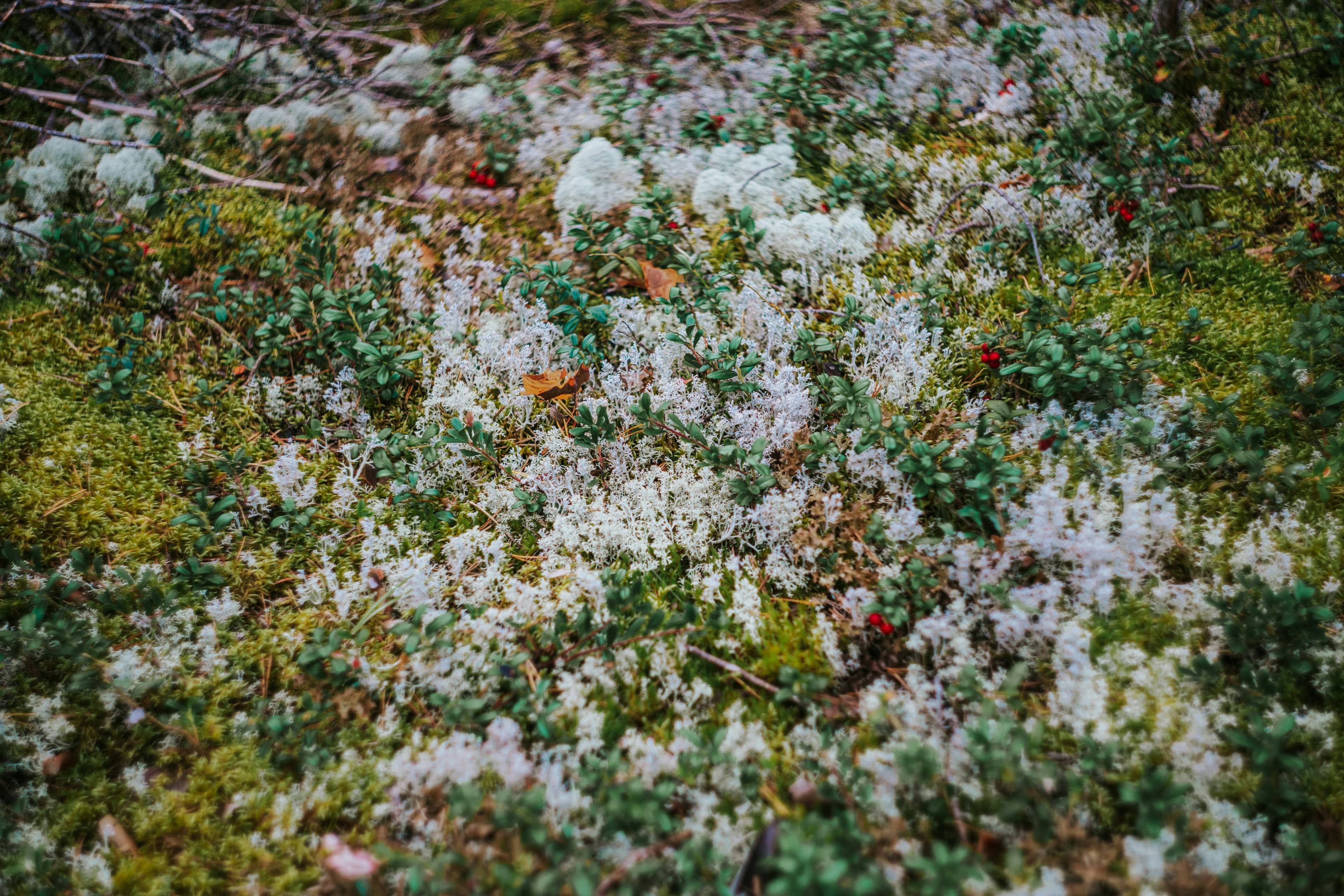 Un parche de hierba verde cubierto de nieve