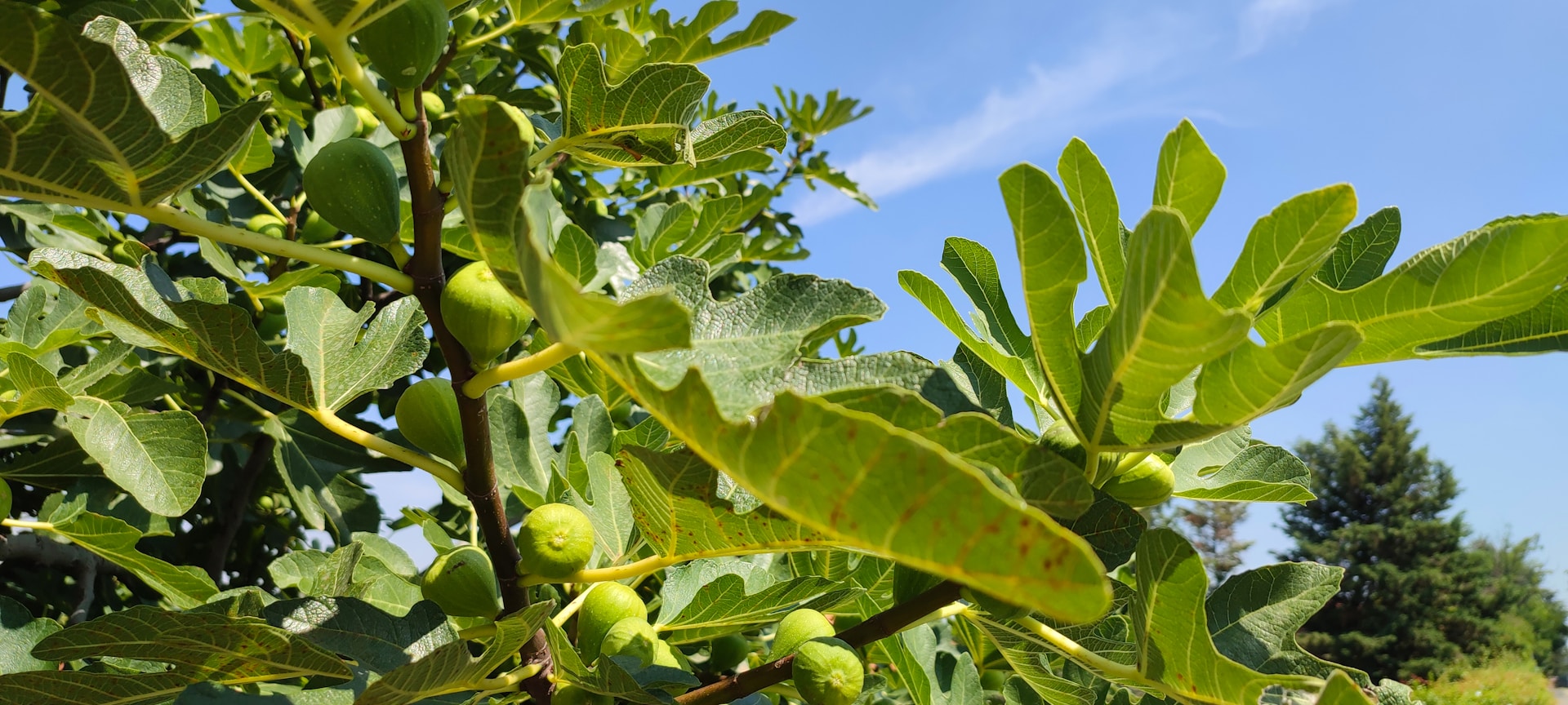 A close up of a tree with leaves