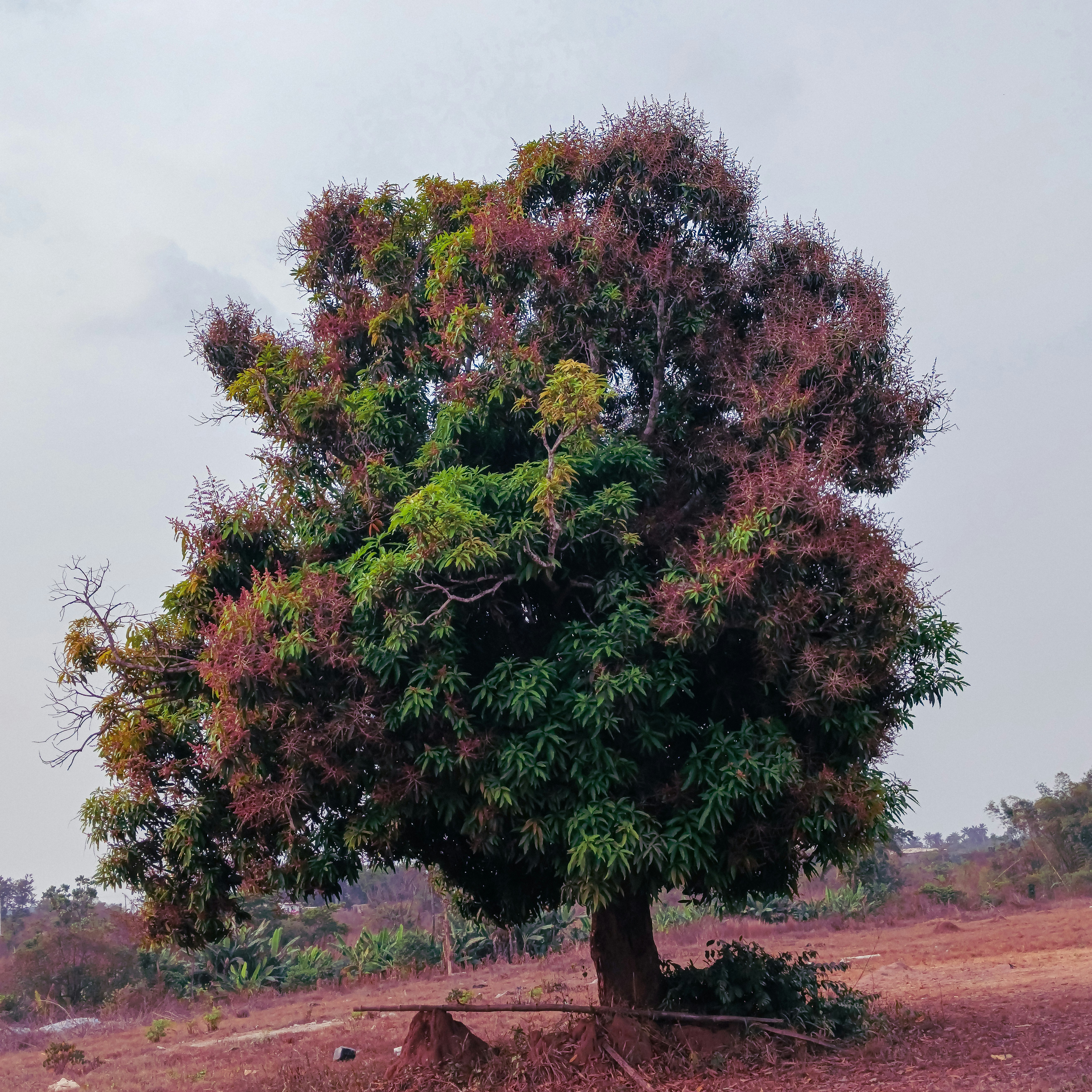 Baobab leaves, seeds, and oil
