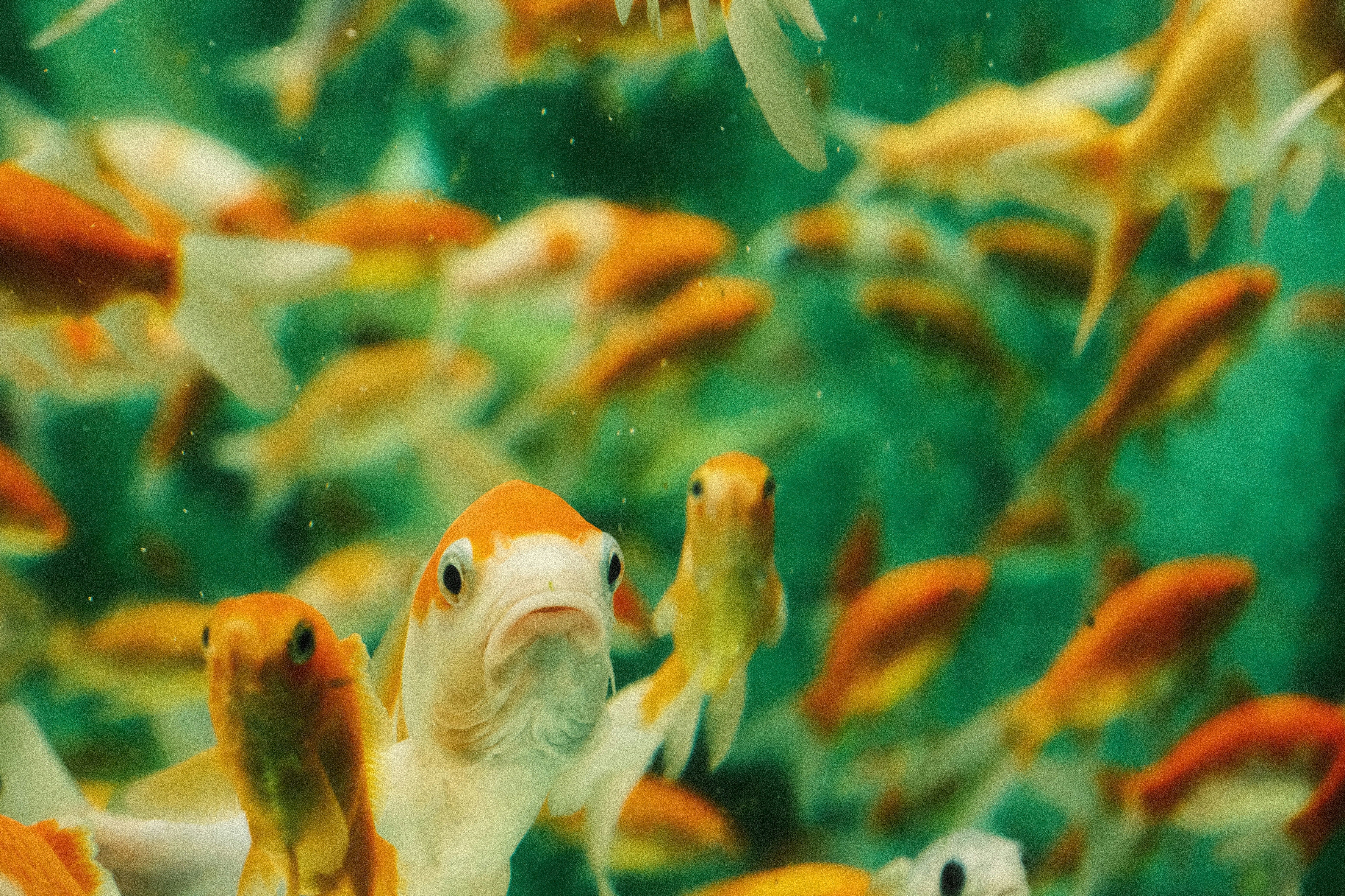 Photo by freethinkel