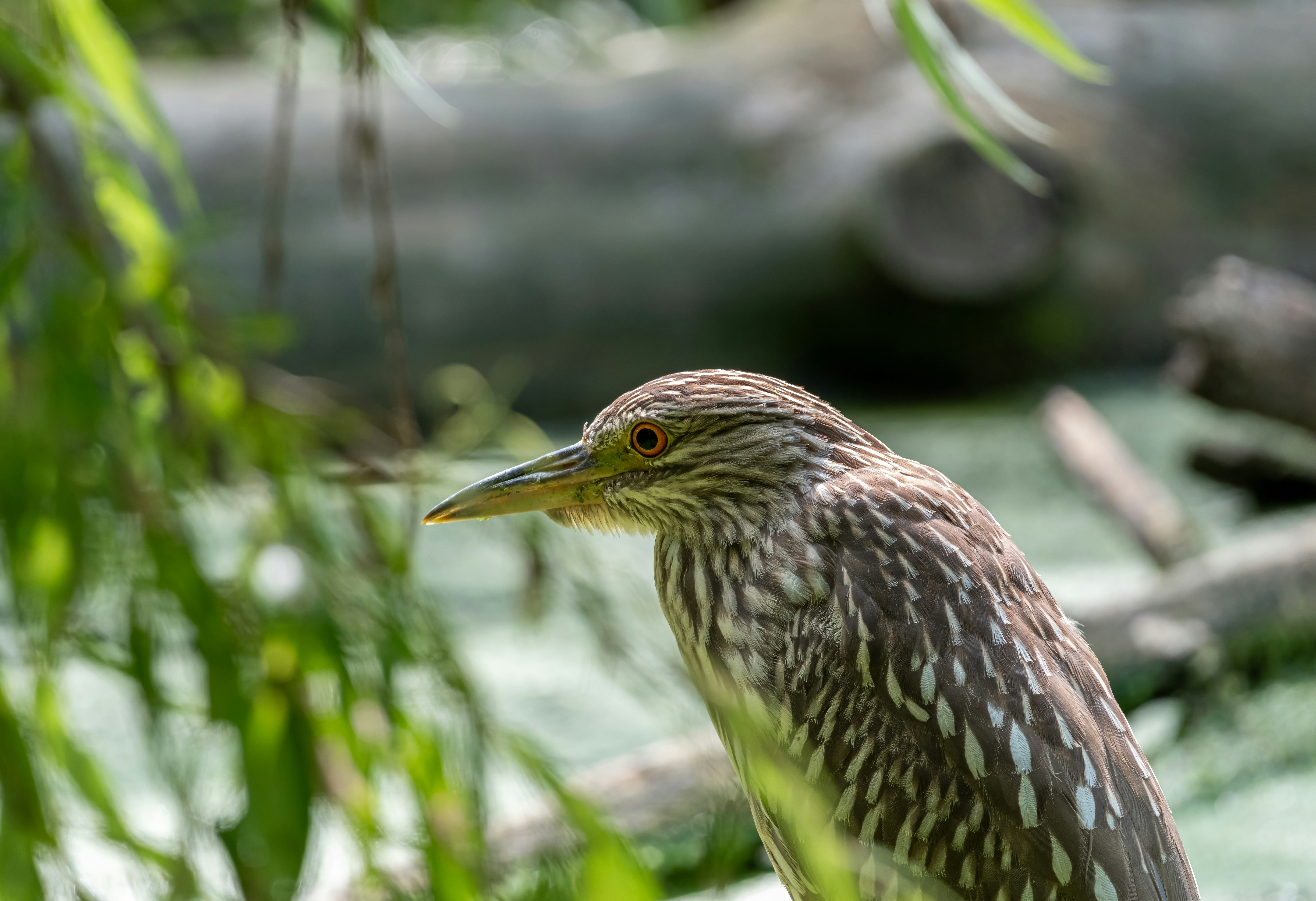 Photo by alexandredaoust