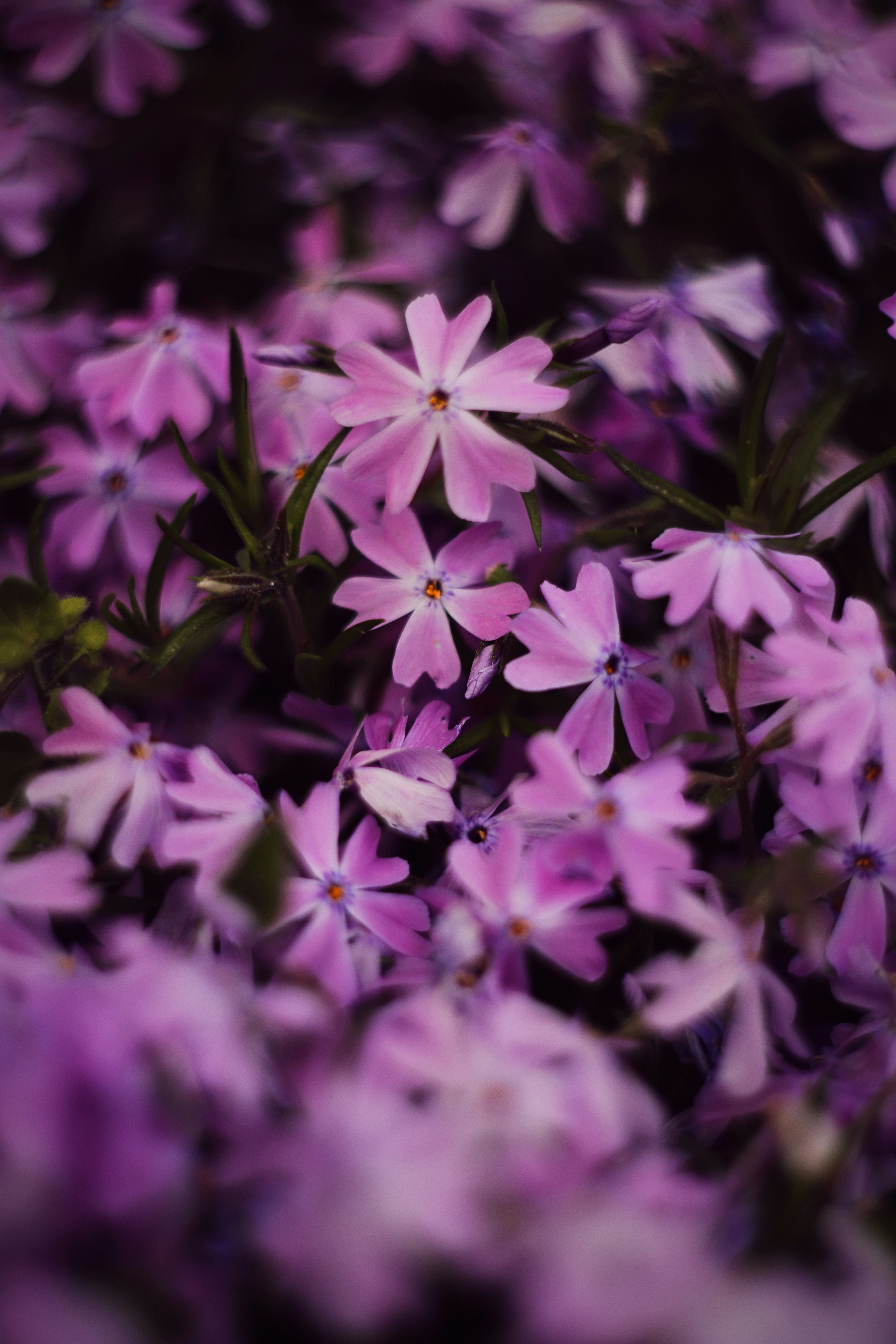 A bunch of purple flowers that are blooming