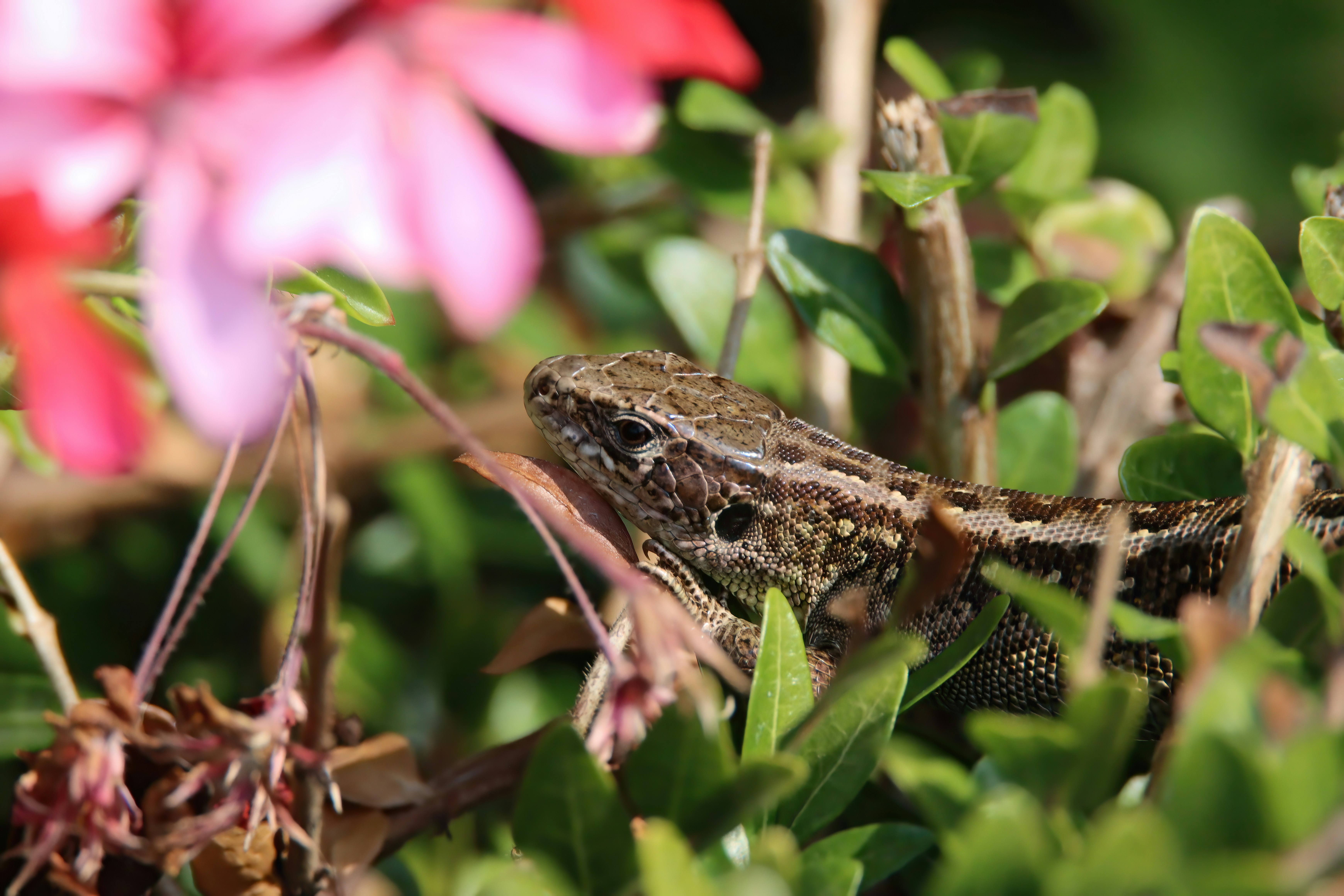A close up of a small lizard in a field of flowers