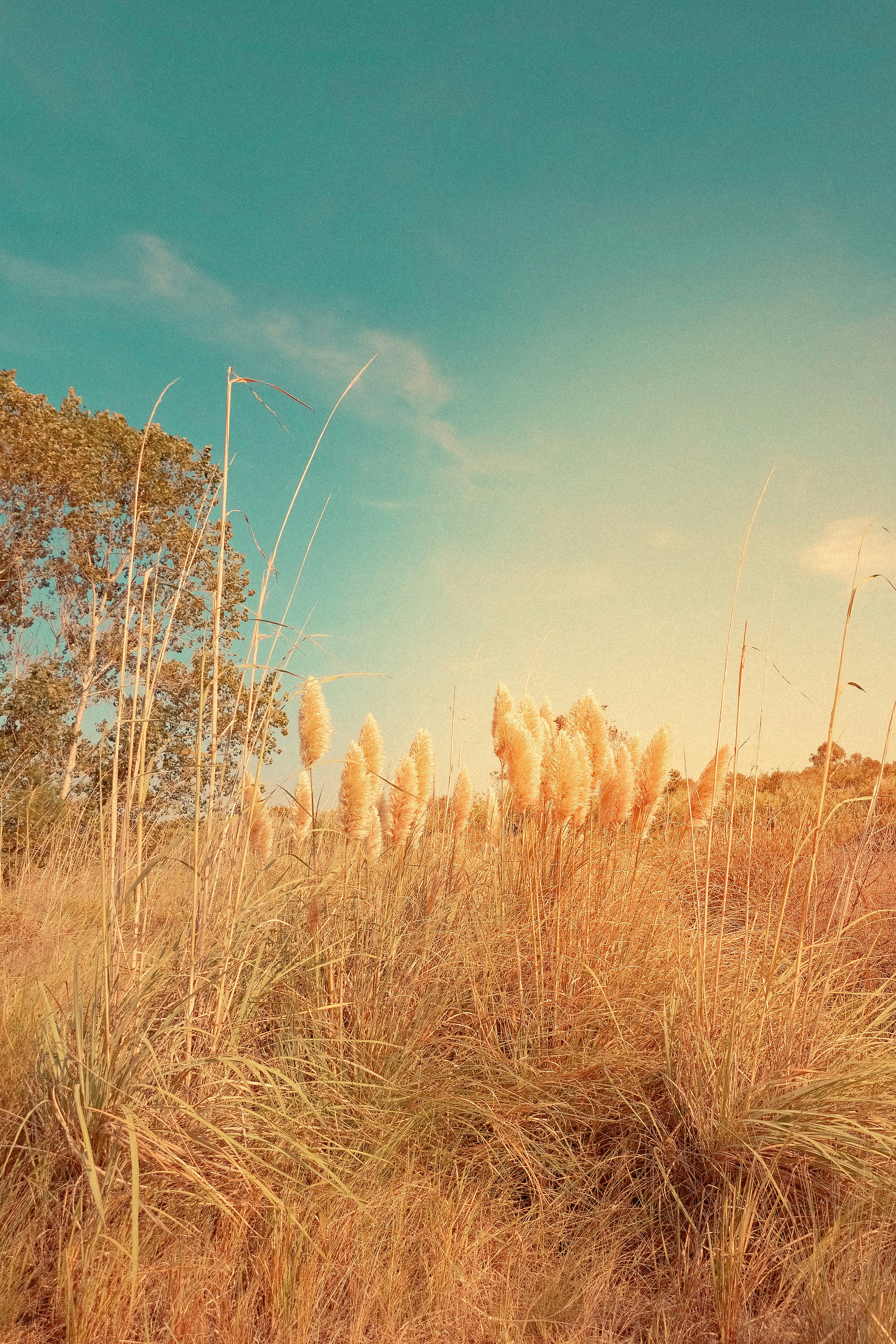 A field with tall grass and trees in the background