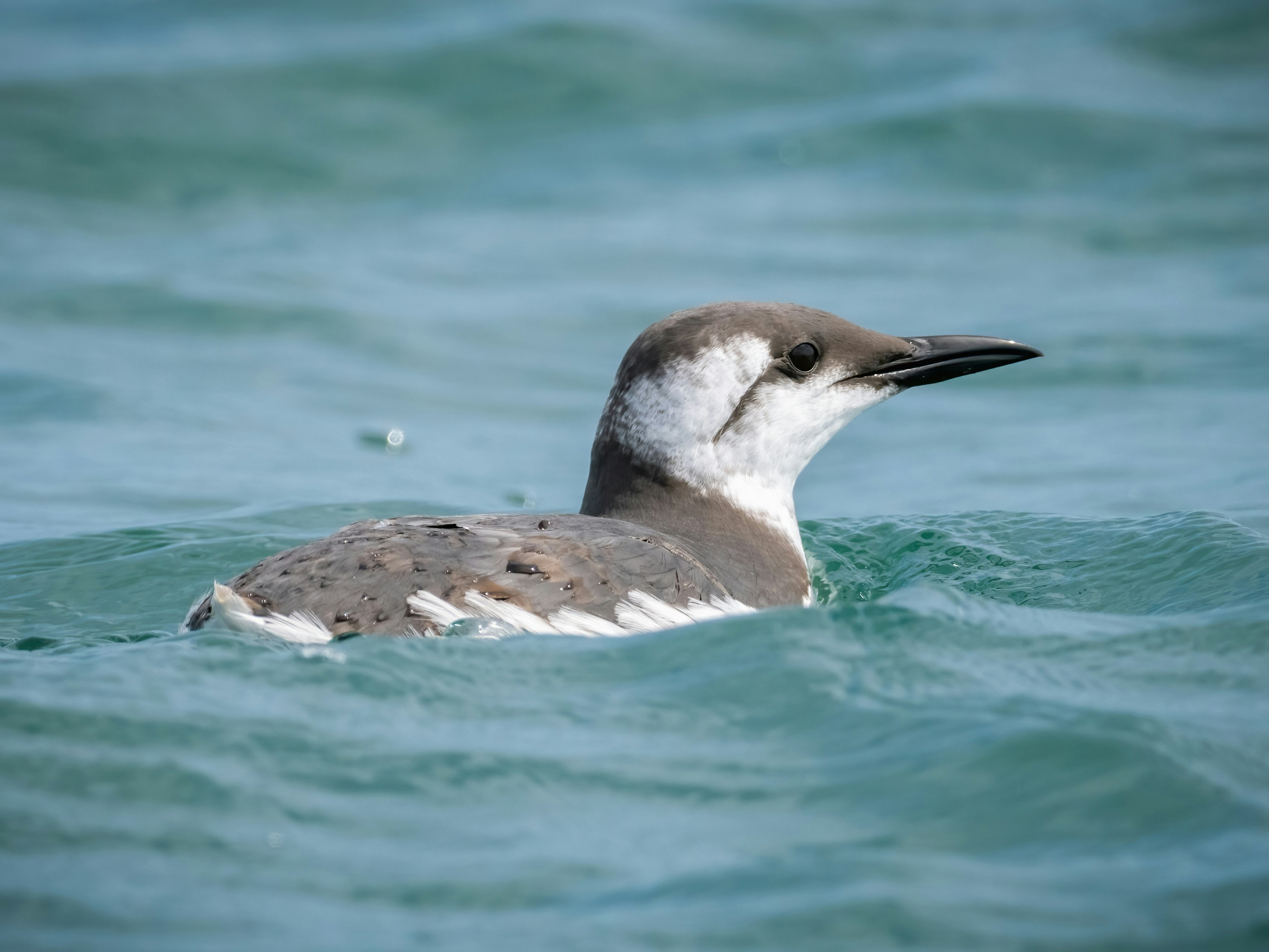 A bird floating on top of a body of water photo – Free Guillemot Image ...