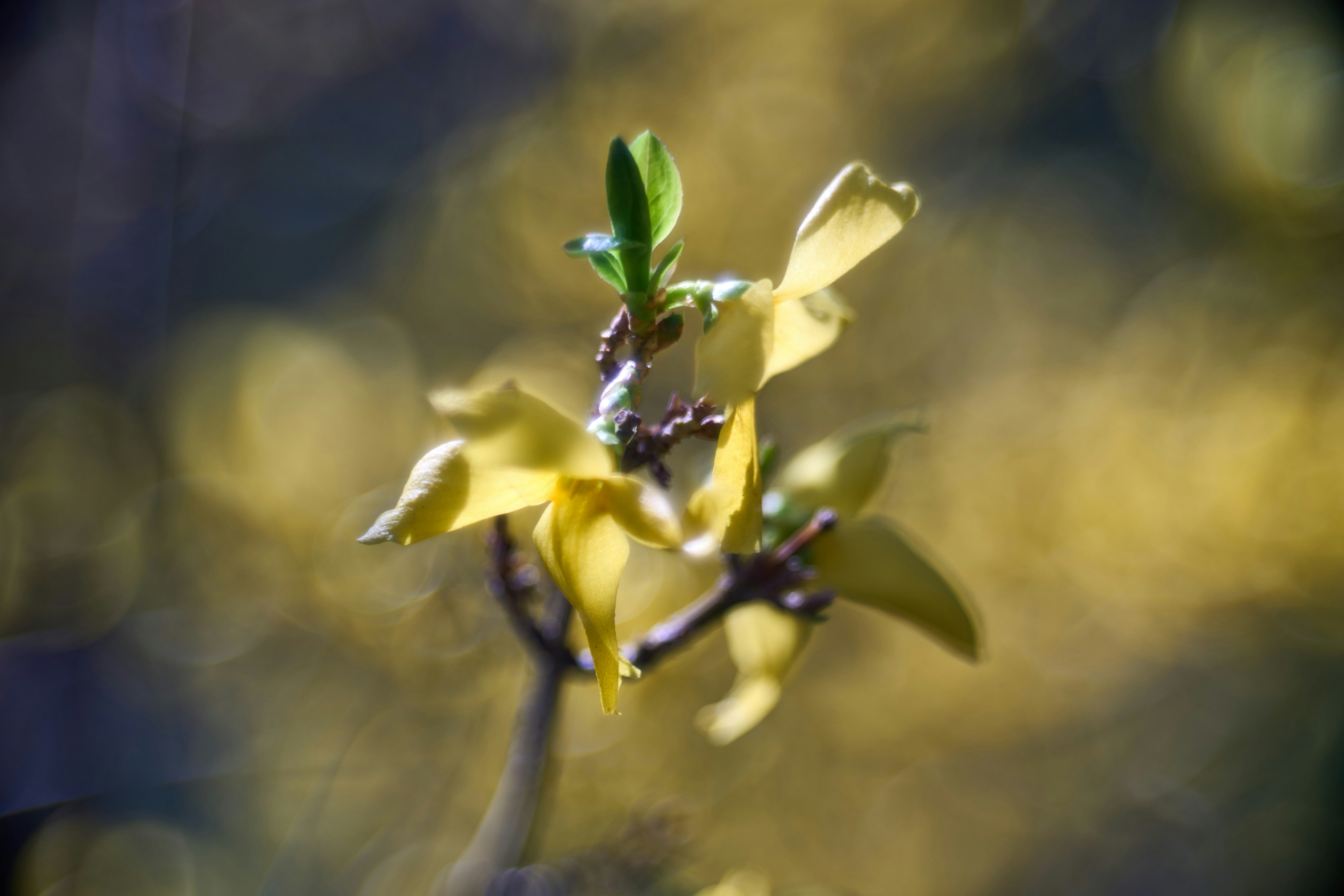 Photo by wolfgang_hasselmann