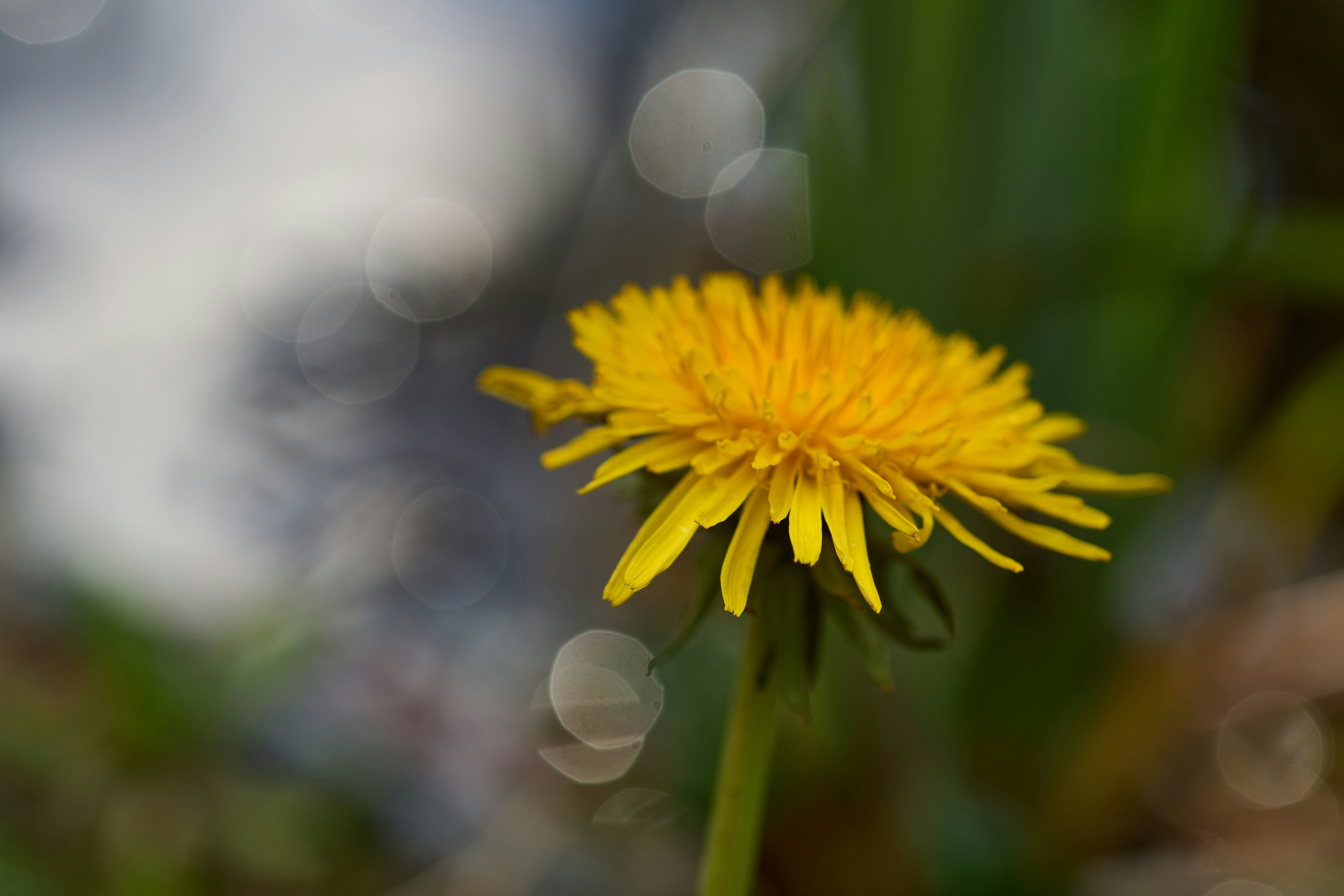 Photo by wolfgang_hasselmann