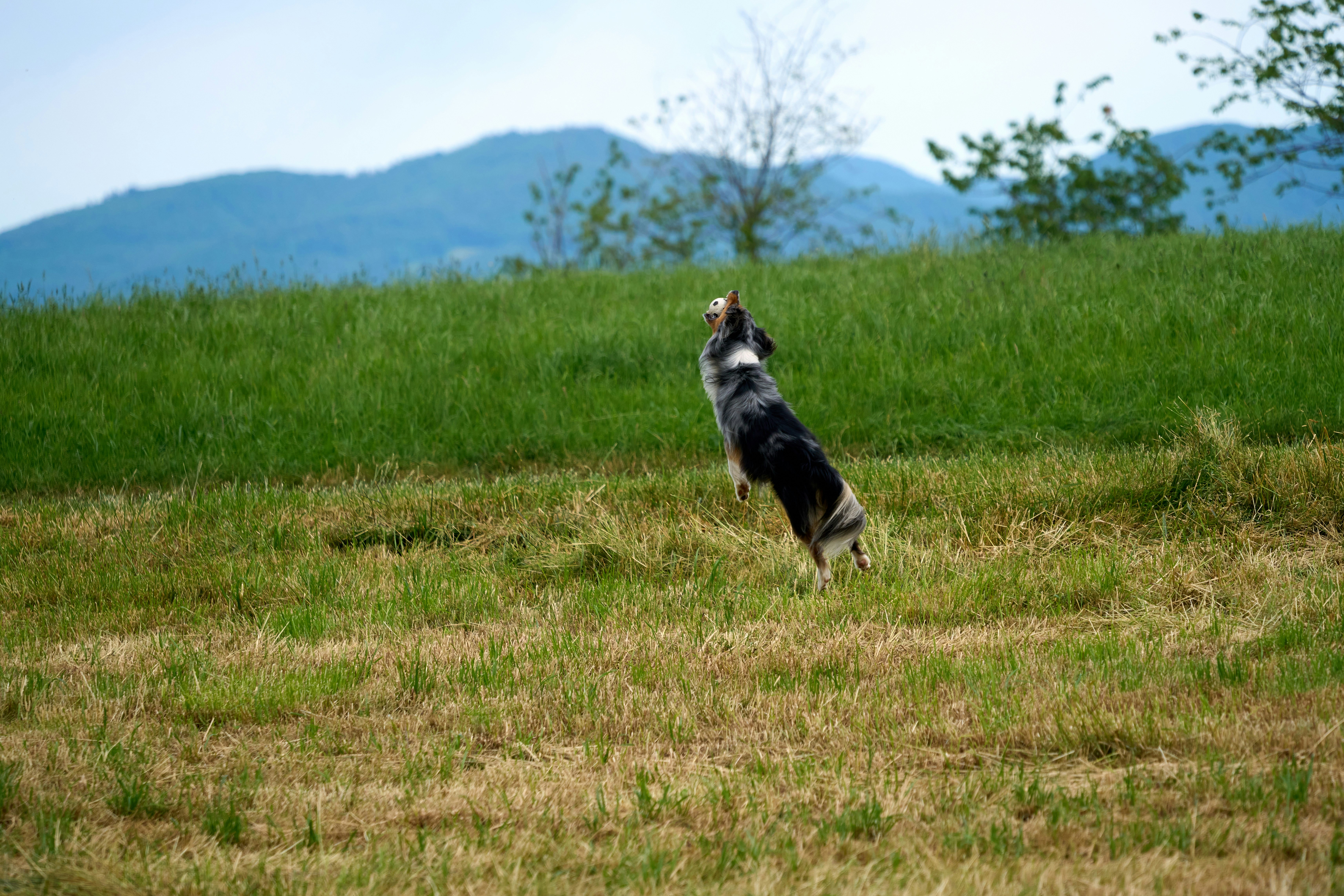 Photo by wolfgang_hasselmann