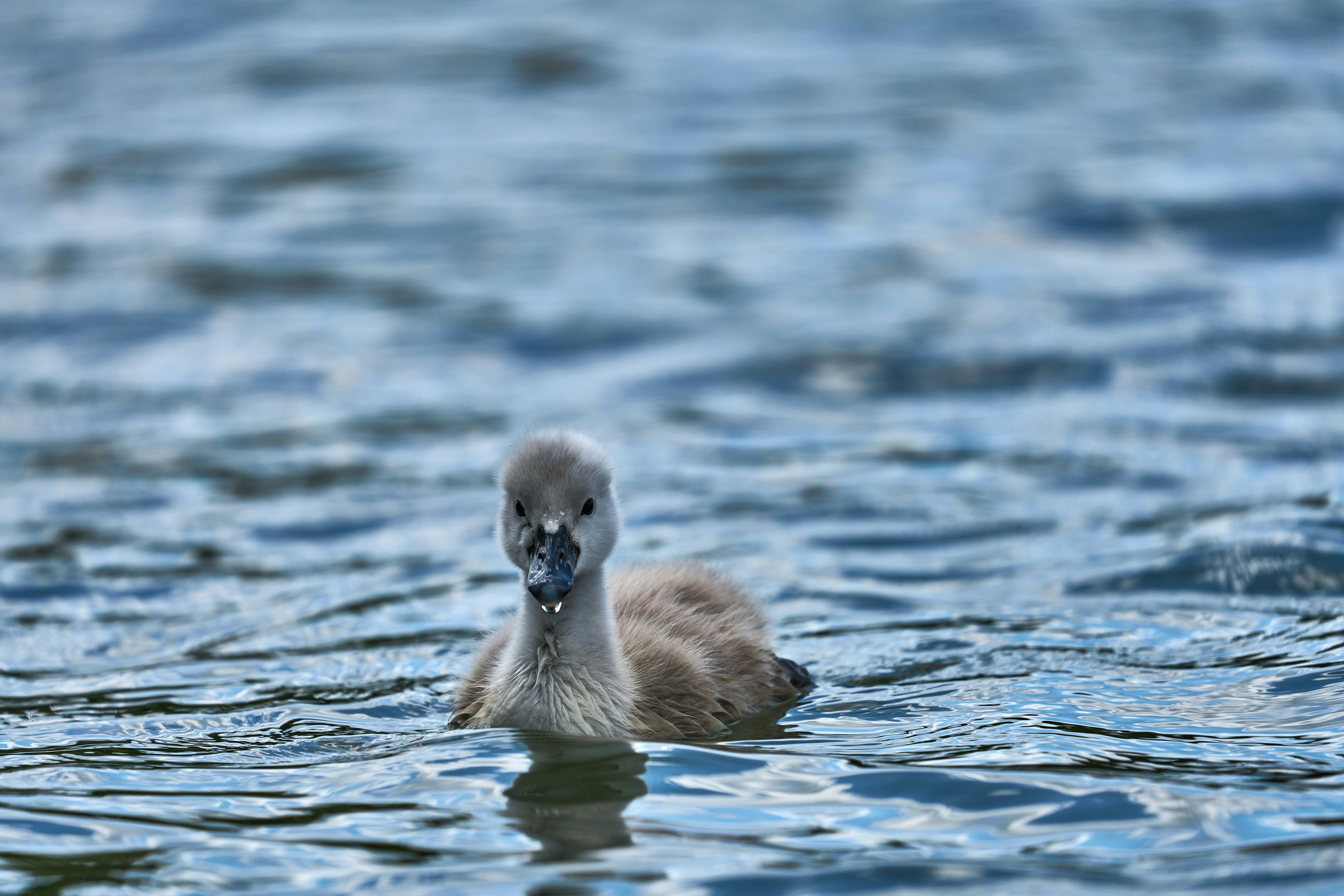 Photo by wolfgang_hasselmann