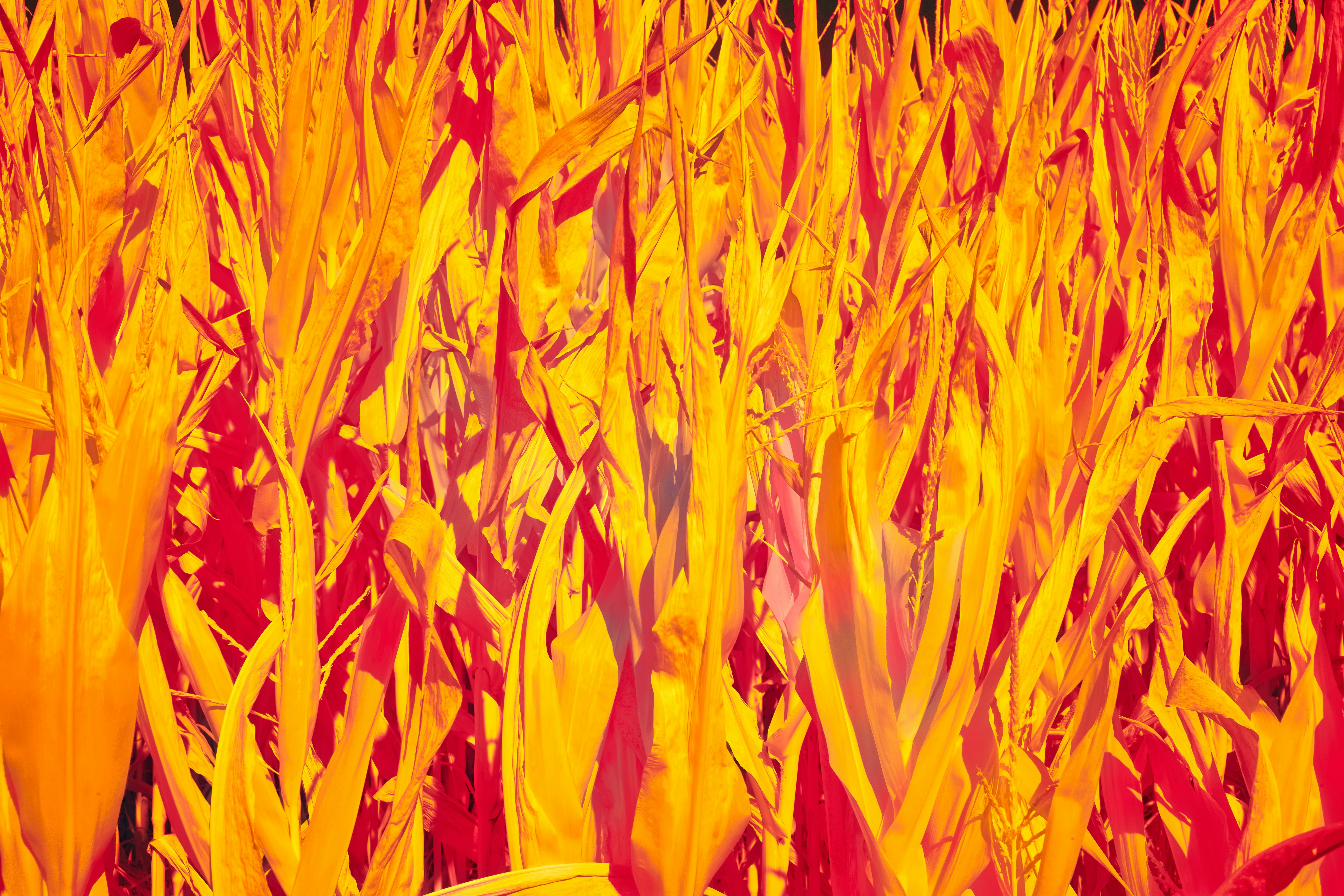 Photo by wolfgang_hasselmann