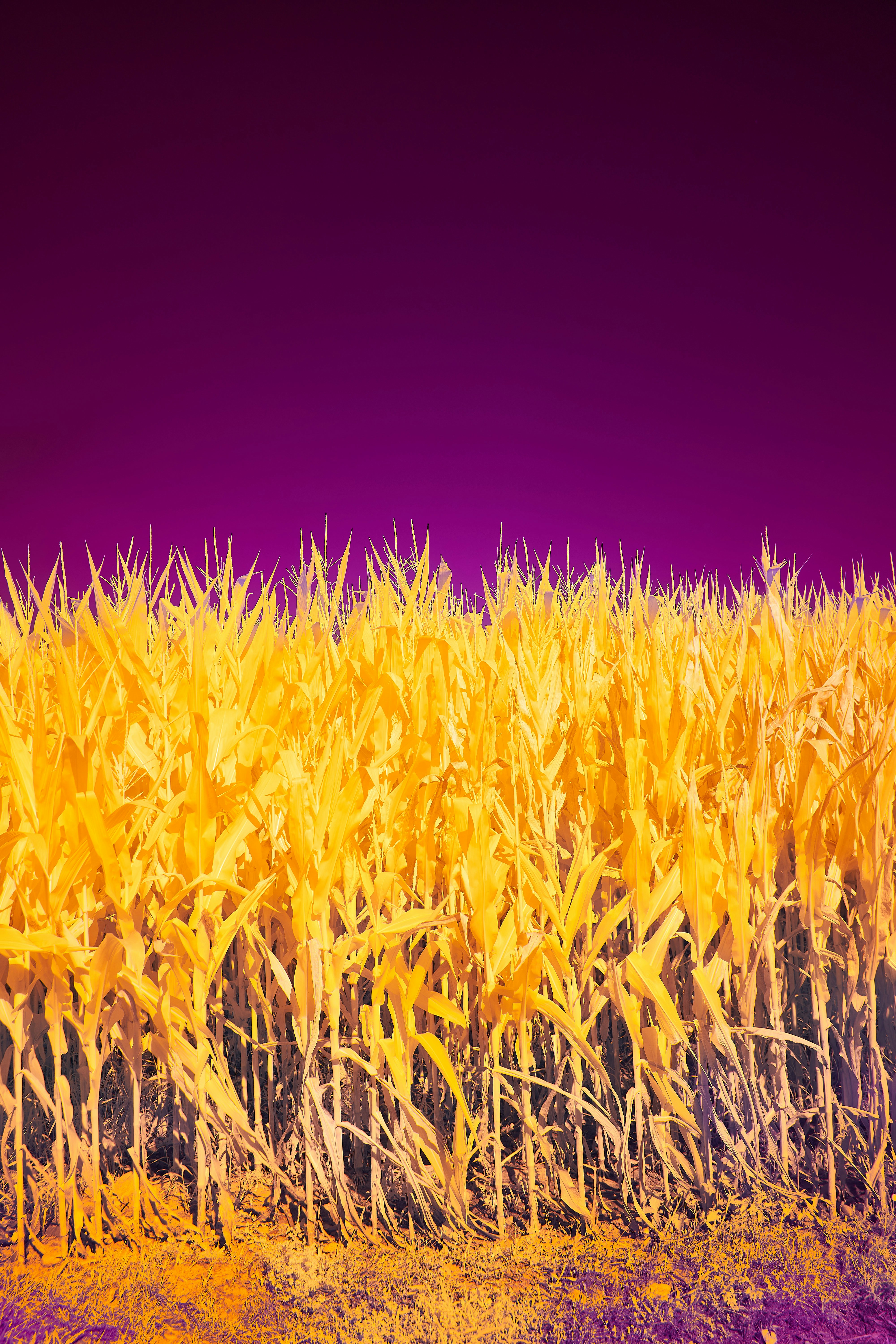 Photo by wolfgang_hasselmann