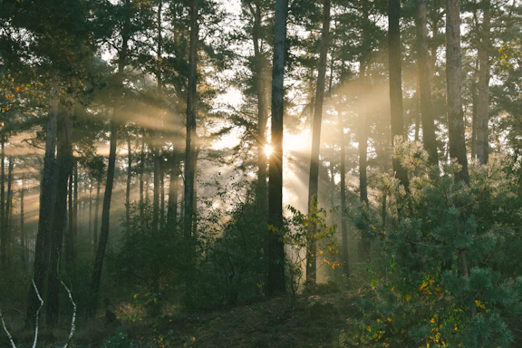 The sun is shining through the trees in the forest
