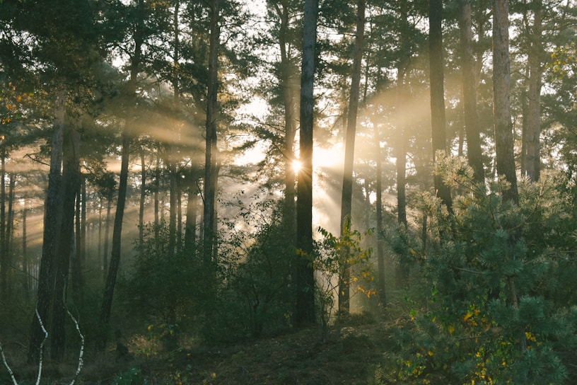 Veluwse bos zonsopgang