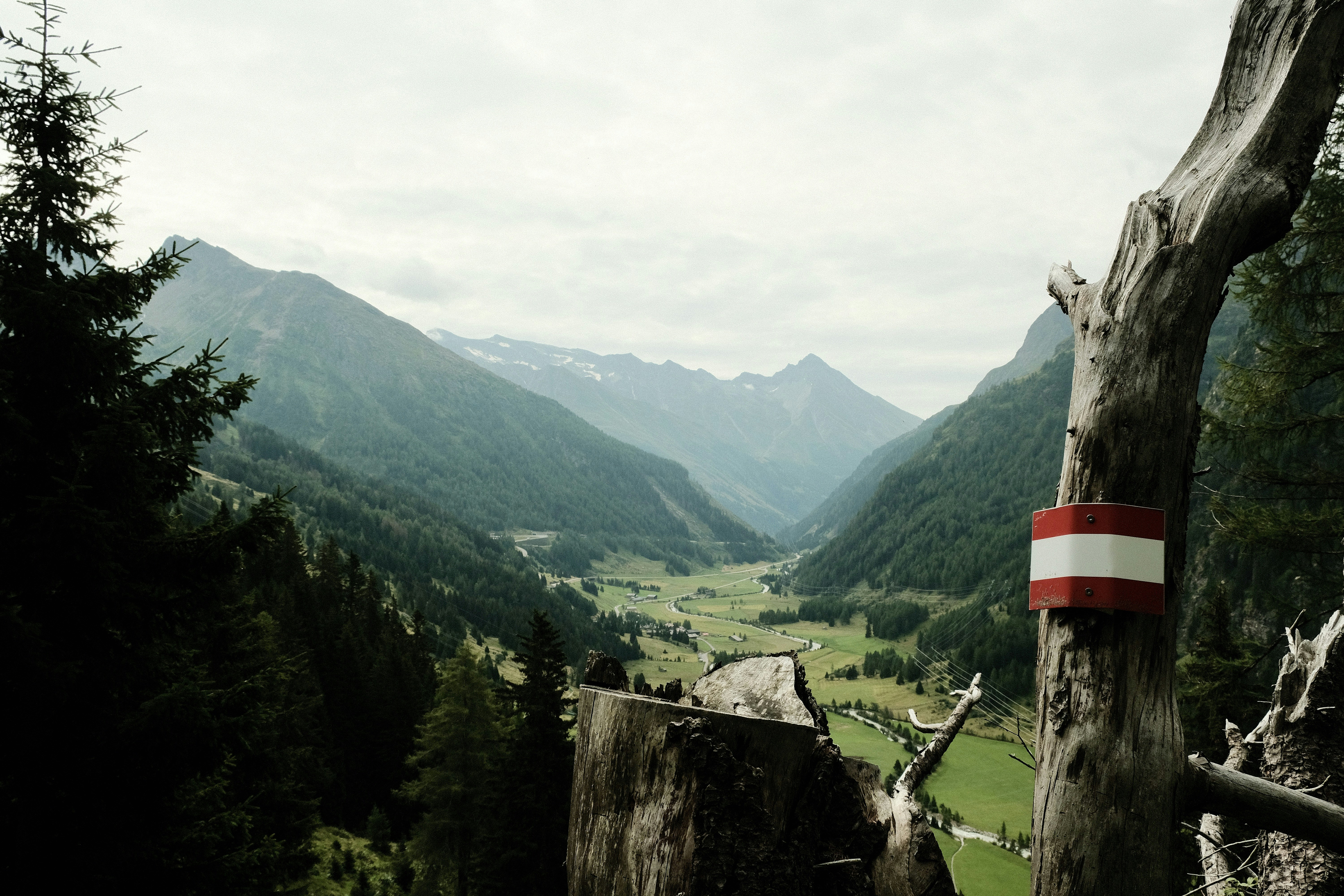Ein Baum mit einem rot-weißen Streifen darauf