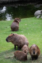 A group of animals that are standing in the grass