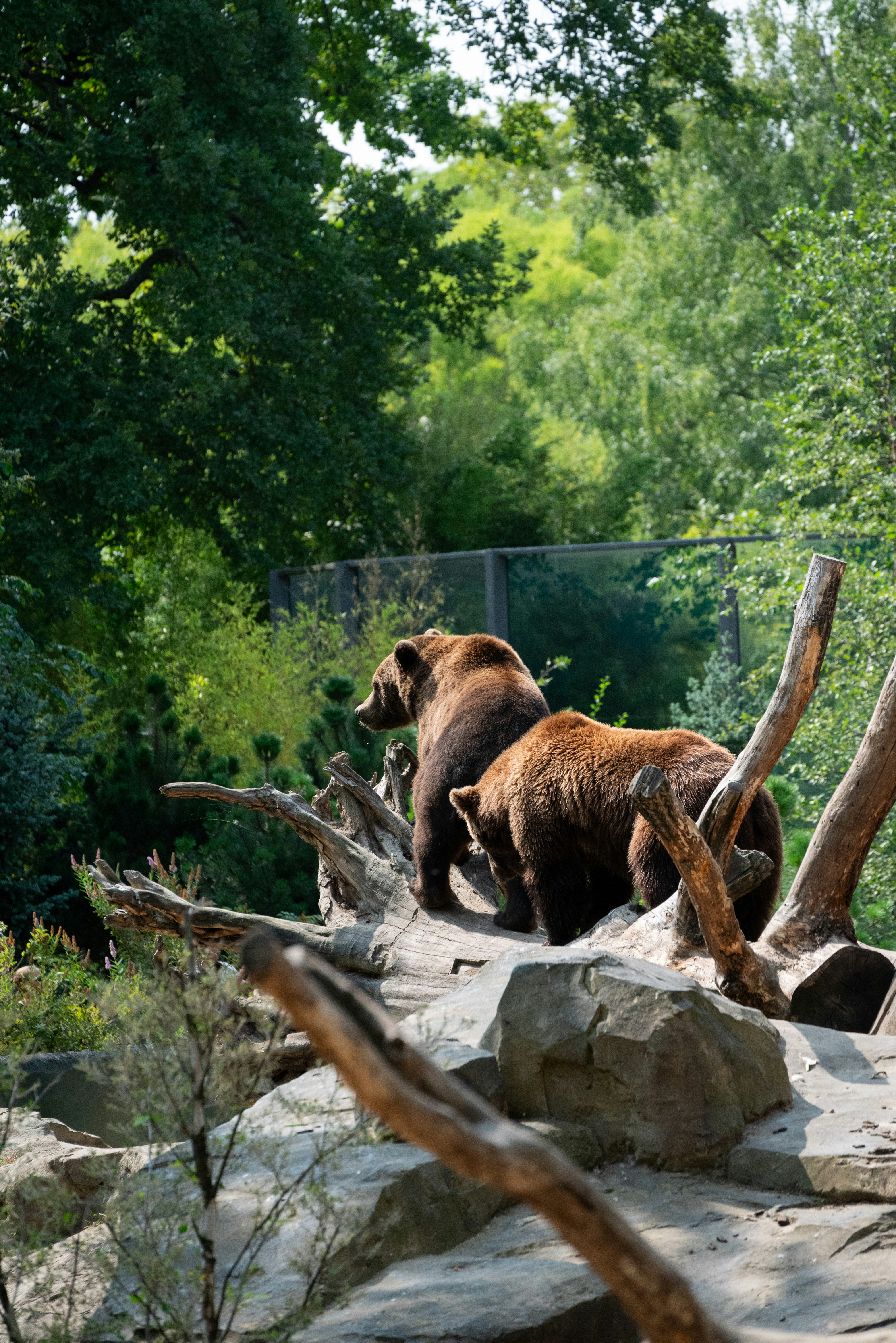 A couple of brown bears walking across a forest
