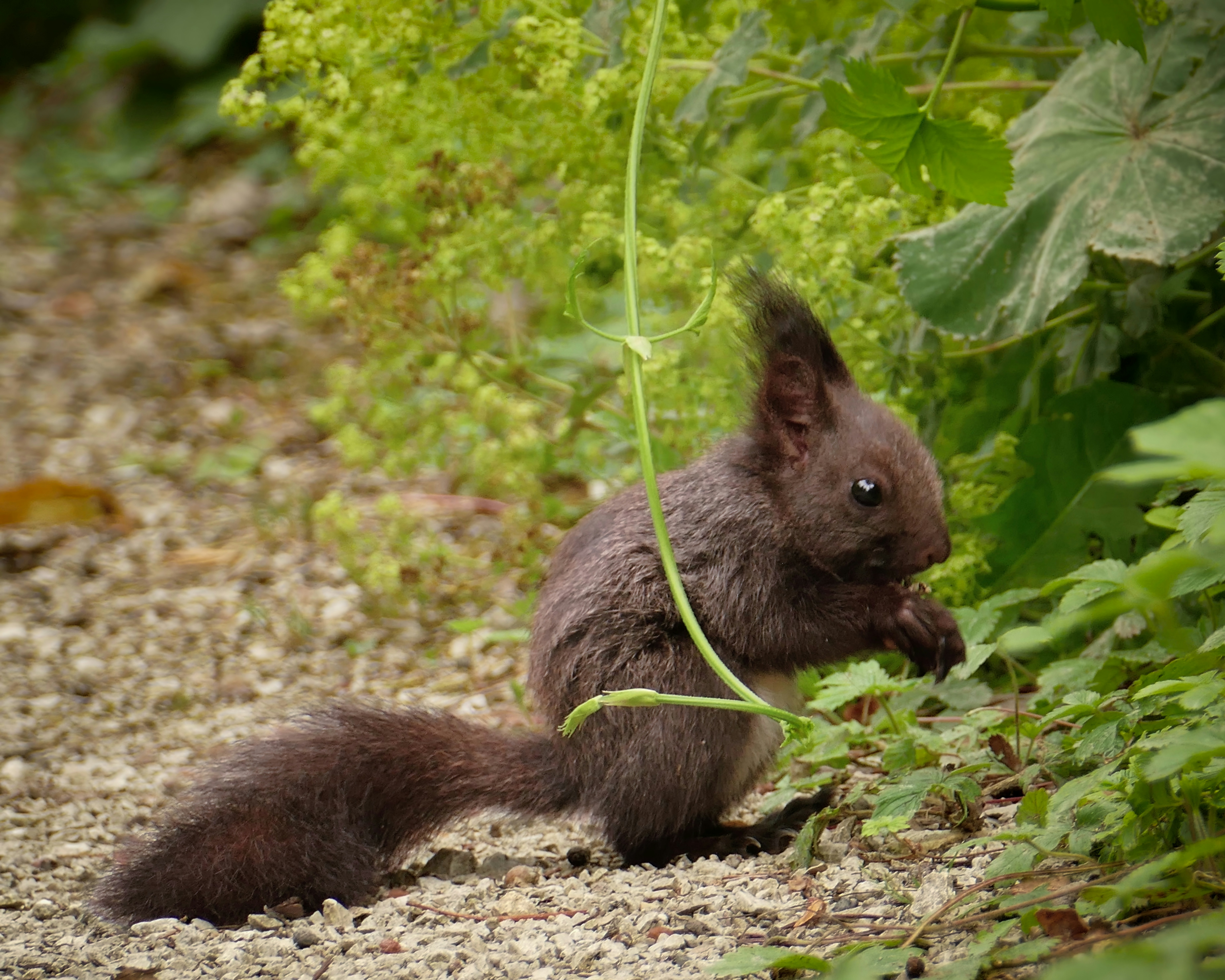 A squirrel eating a leaf in the woods