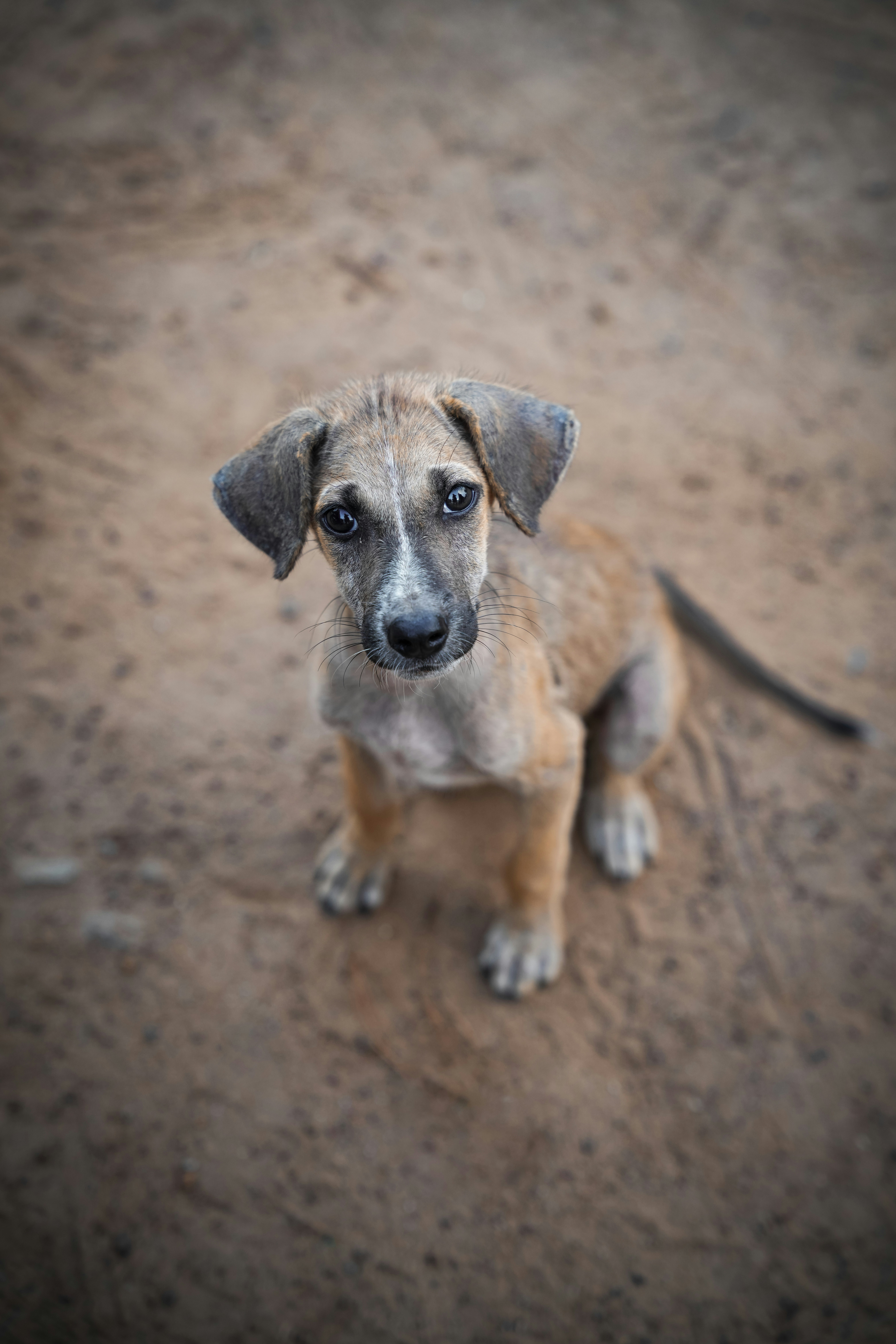 A small brown dog standing on top of a dirt field