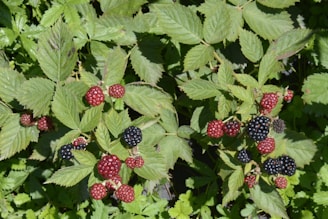 A bush with berries and green leaves on it