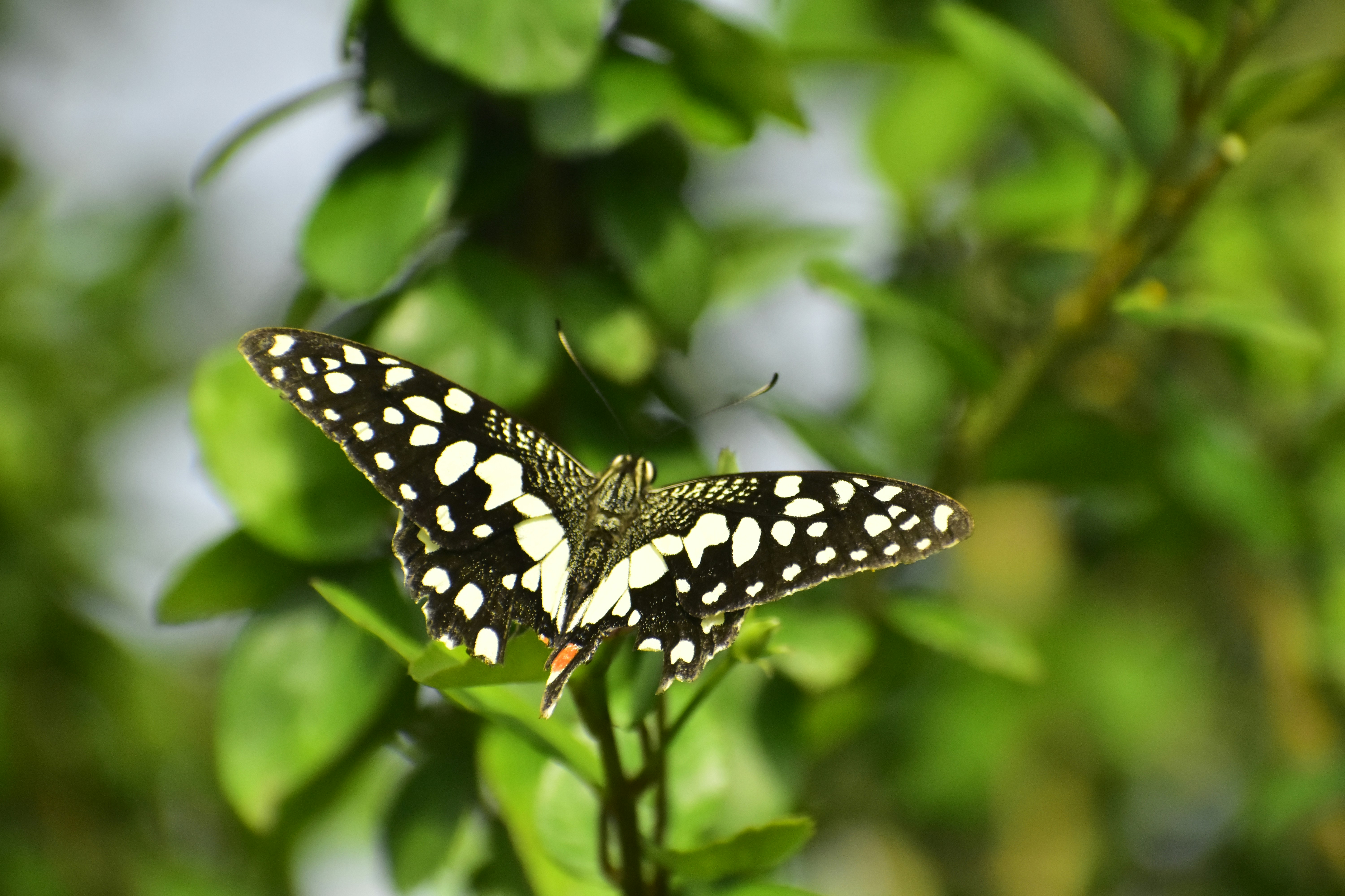 A black and white butterfly sitting on top of a green plant