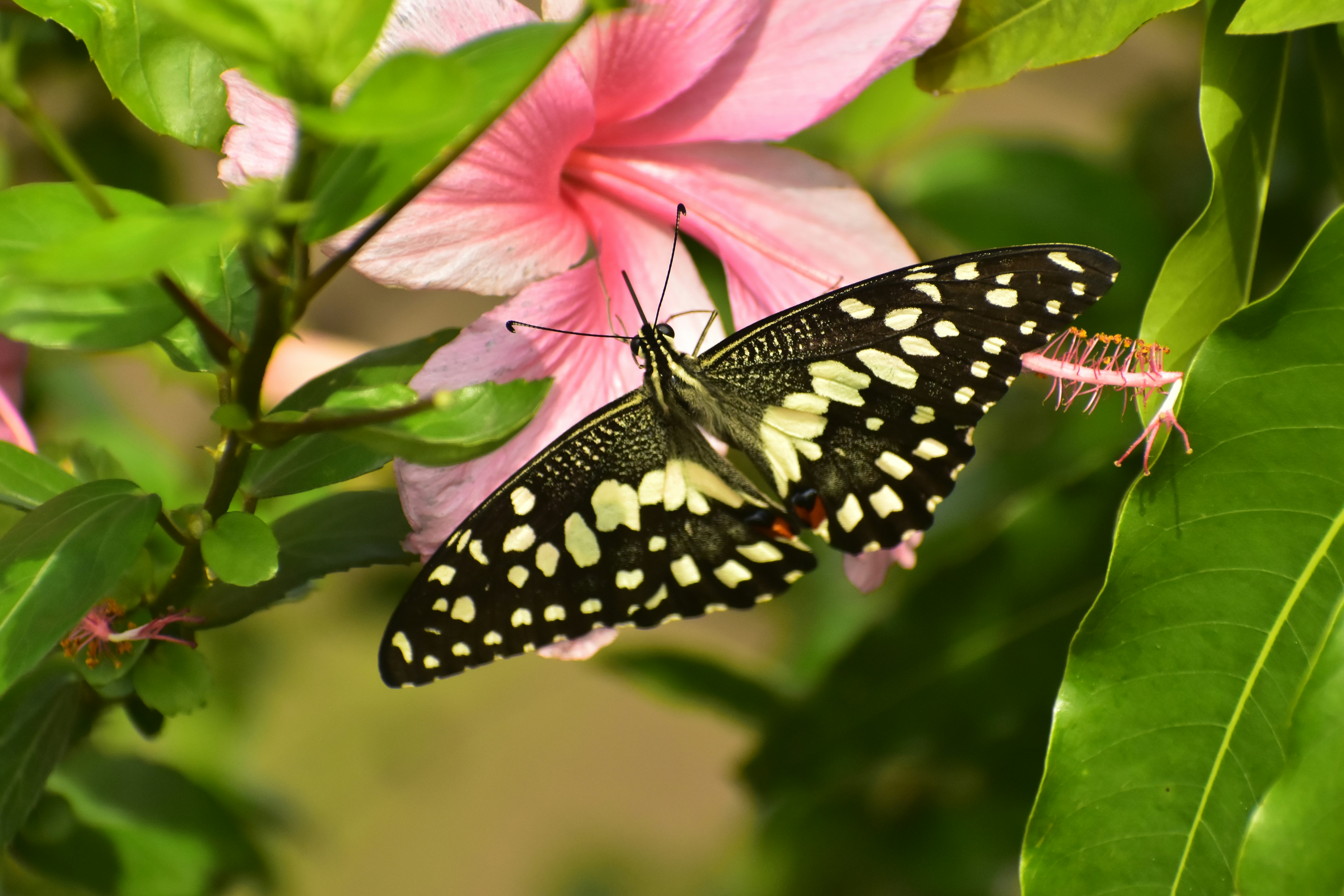 A black and white butterfly sitting on a pink flower