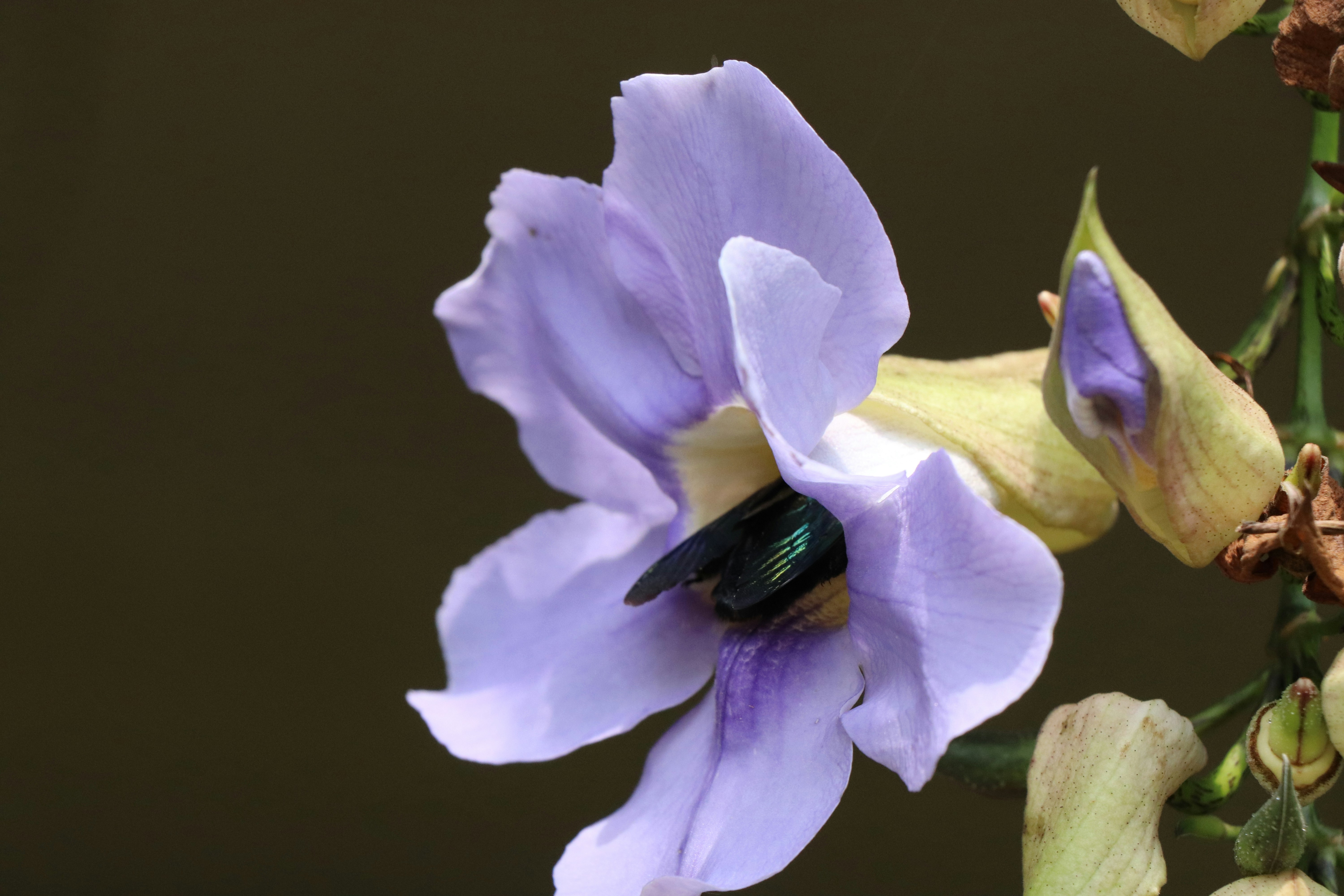 Photo by sanjayaperera