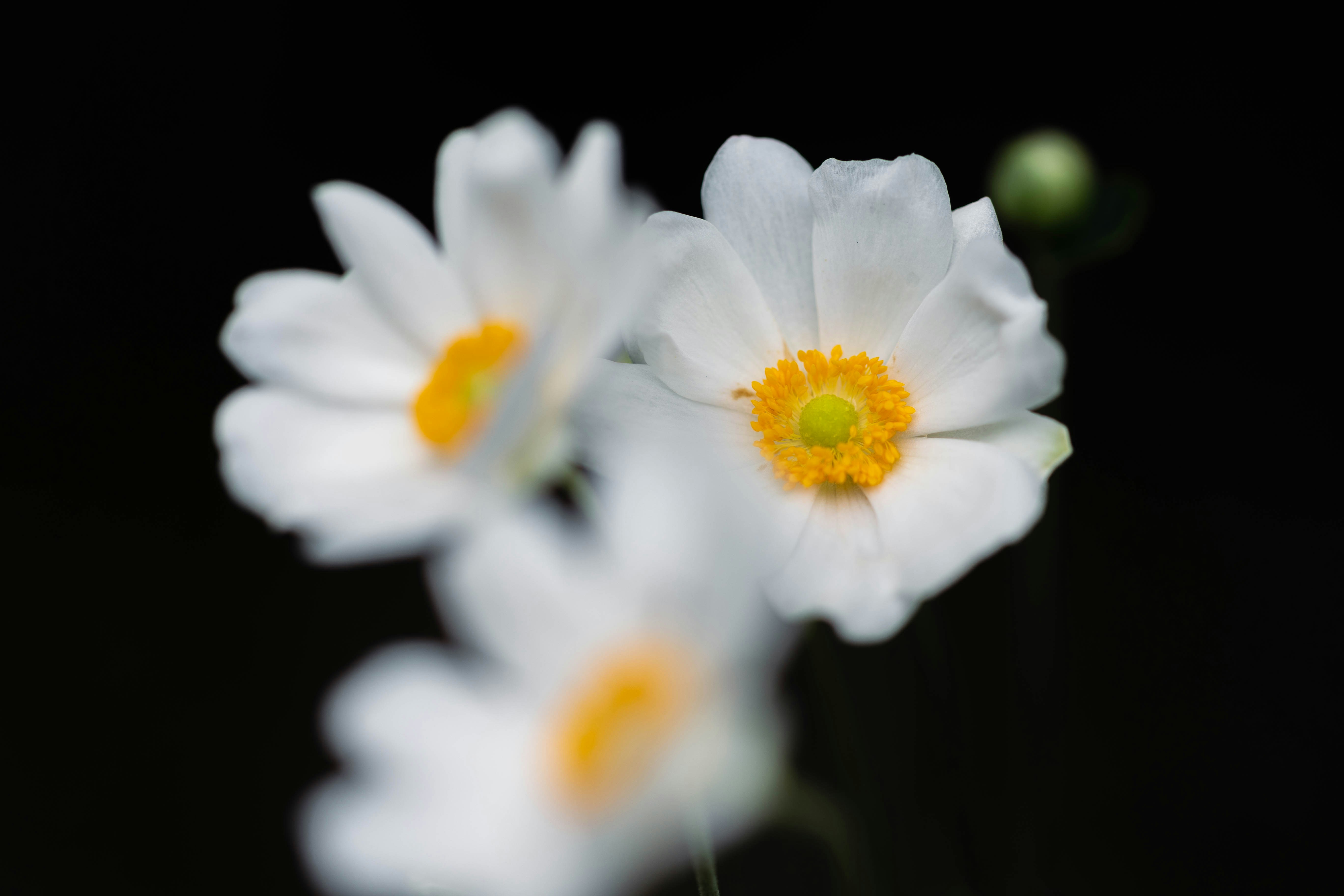 Photo by kamekichi_photos