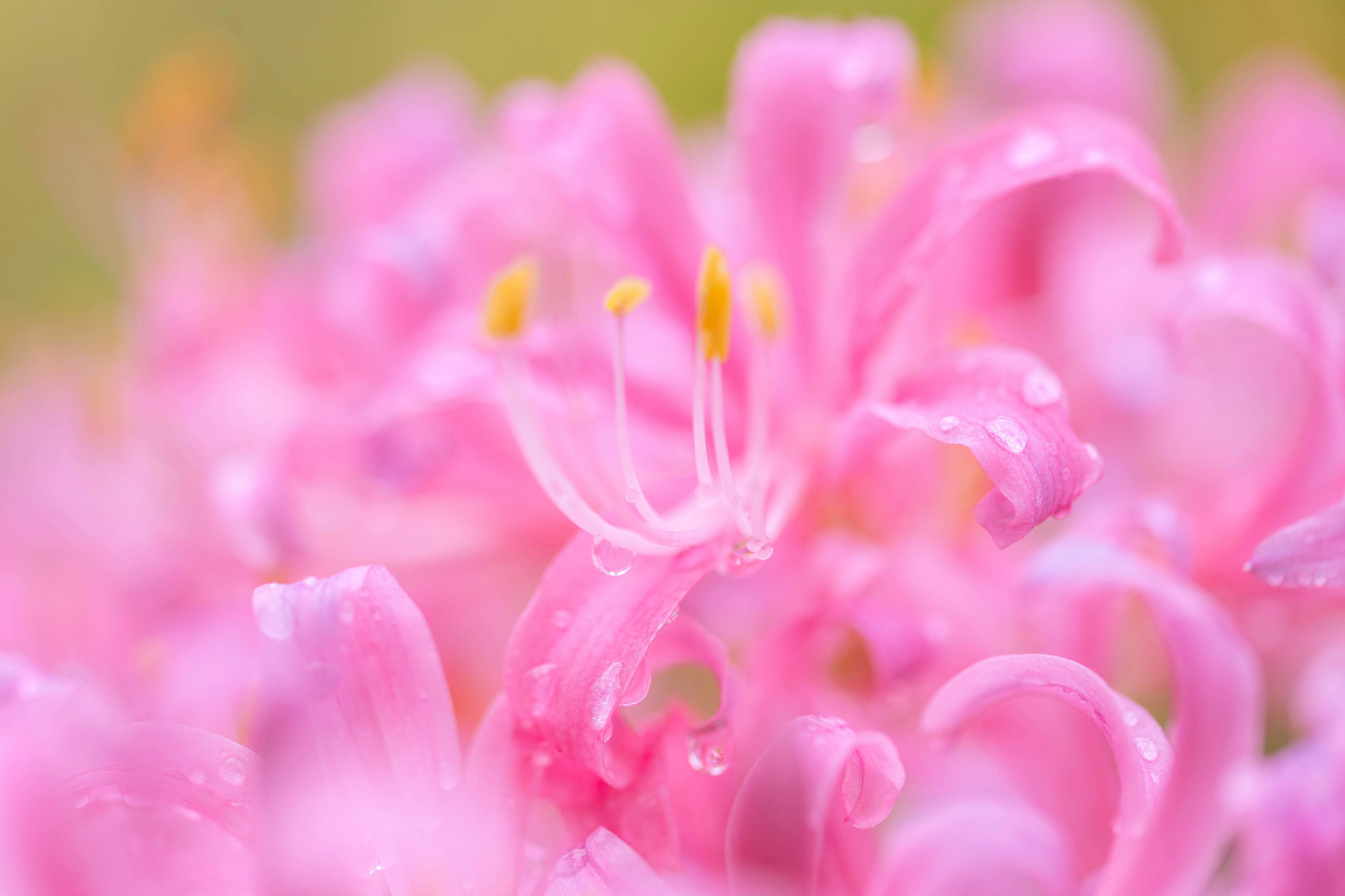 Photo by kamekichi_photos