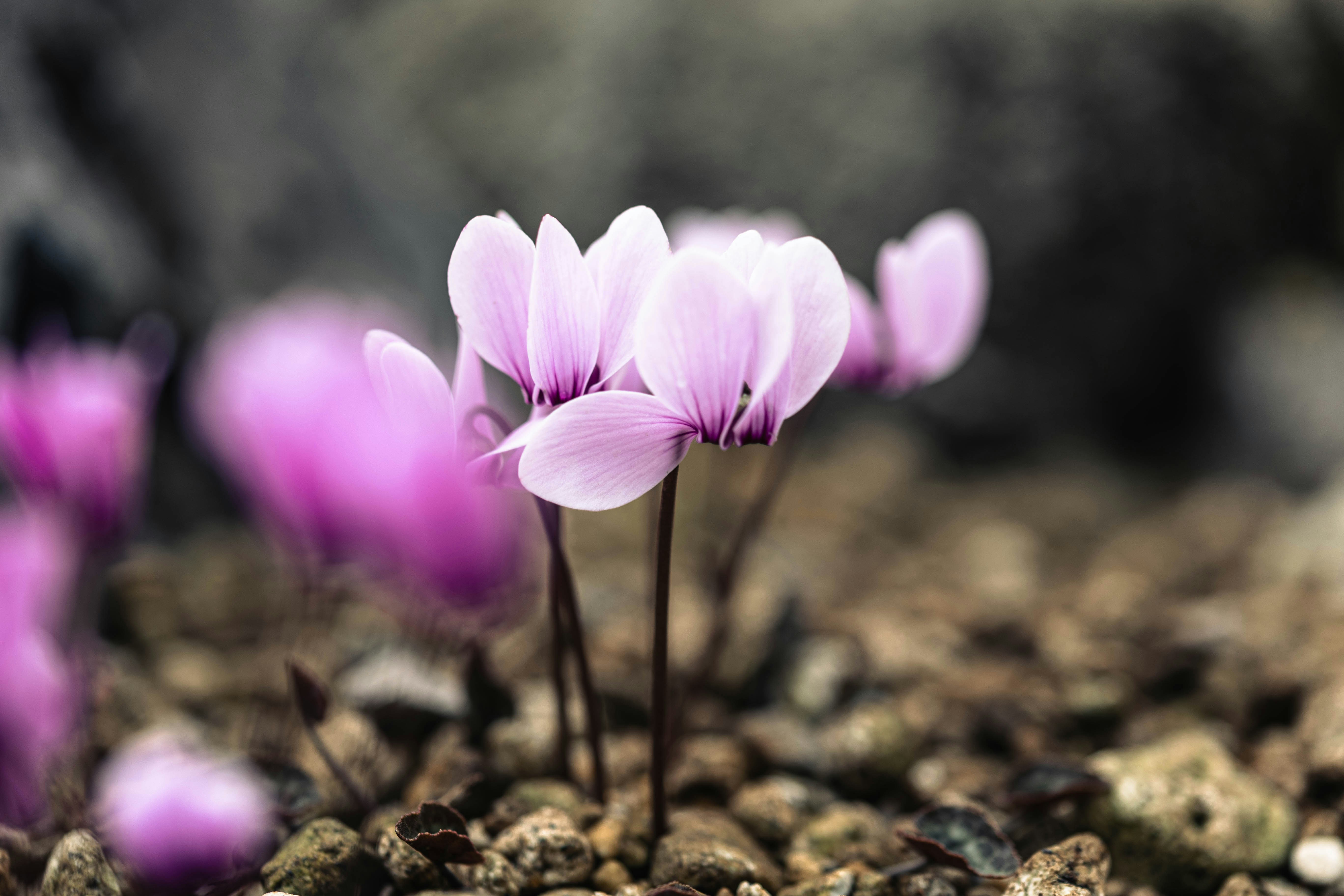 Photo by kamekichi_photos