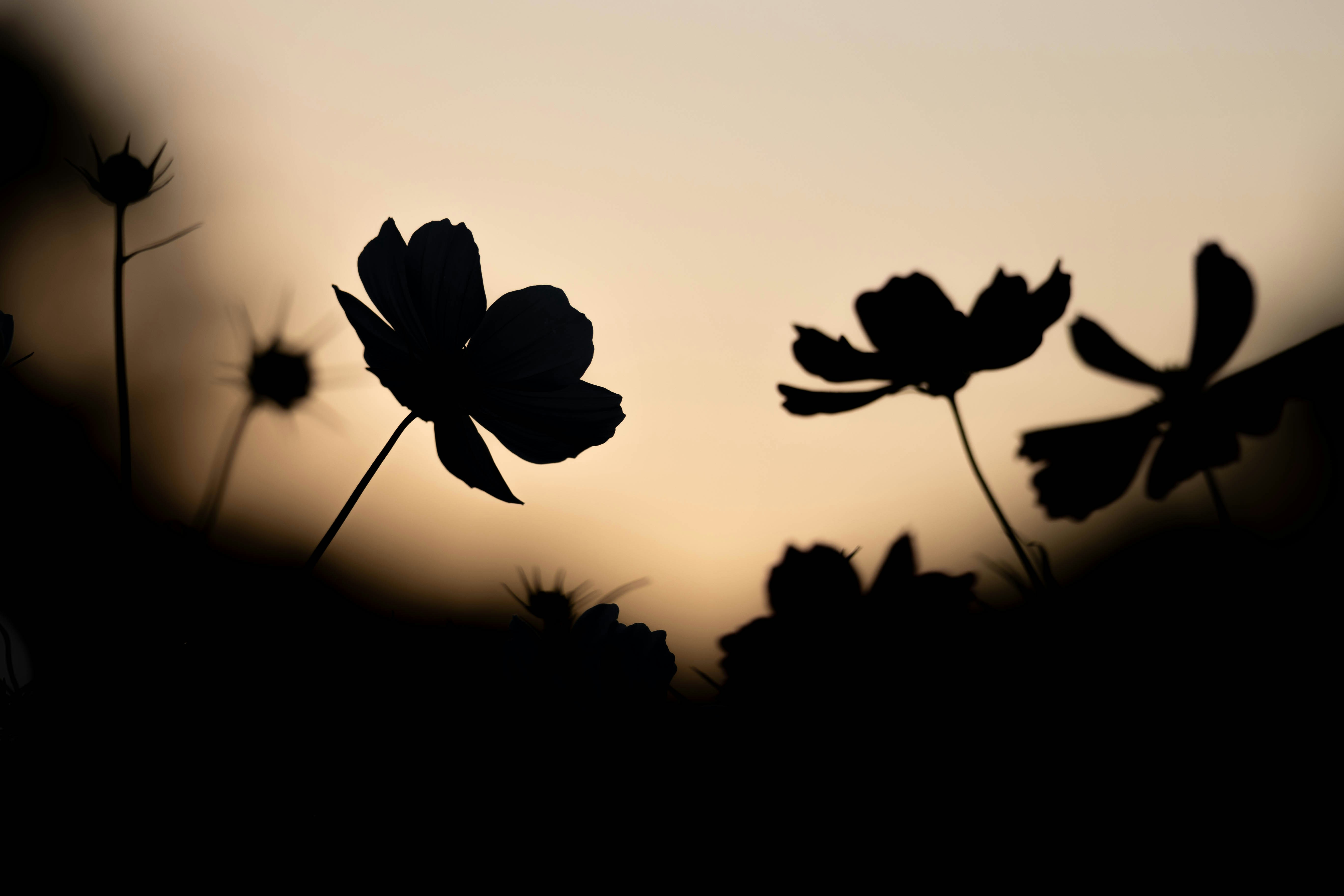 Photo by kamekichi_photos