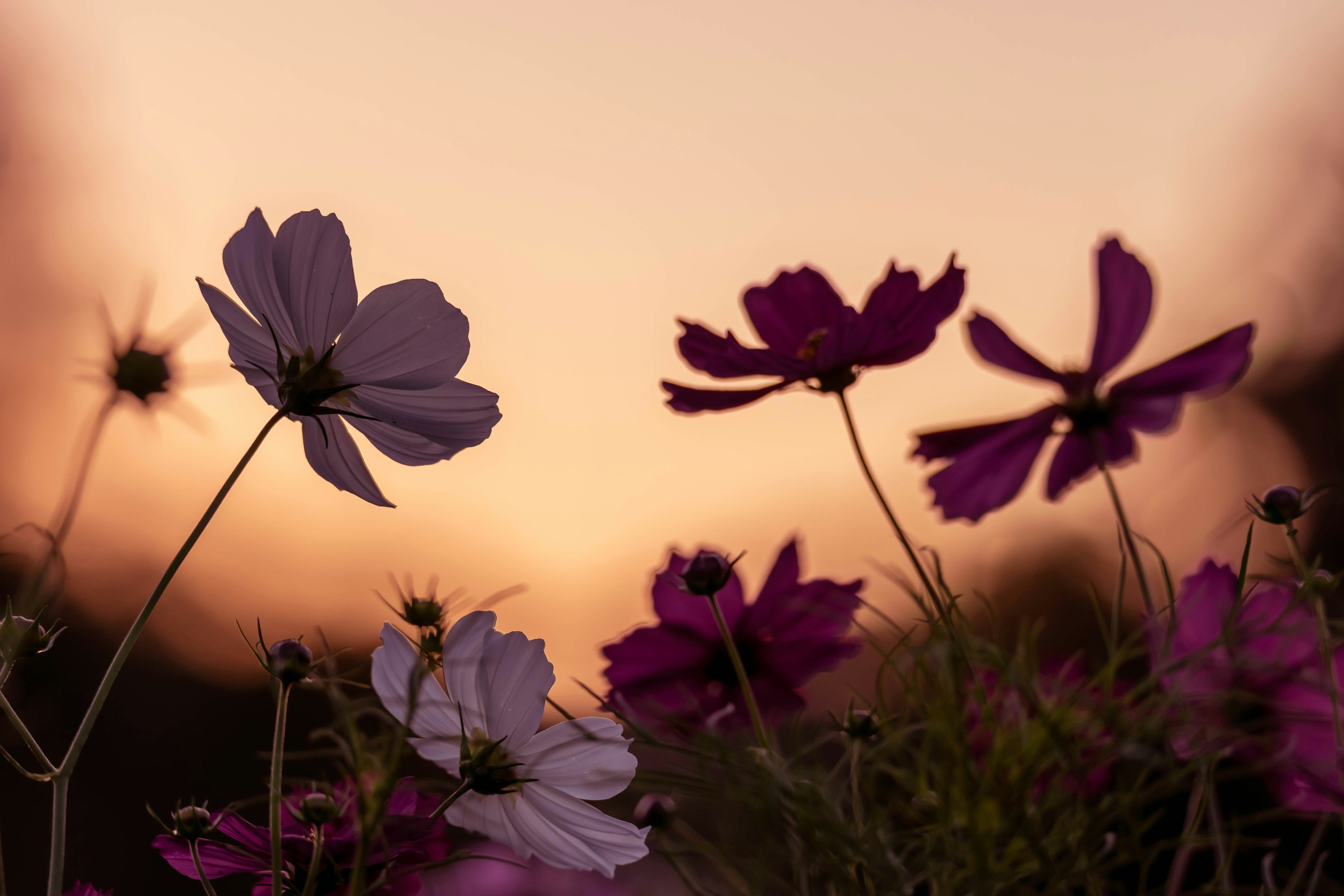 Photo by kamekichi_photos