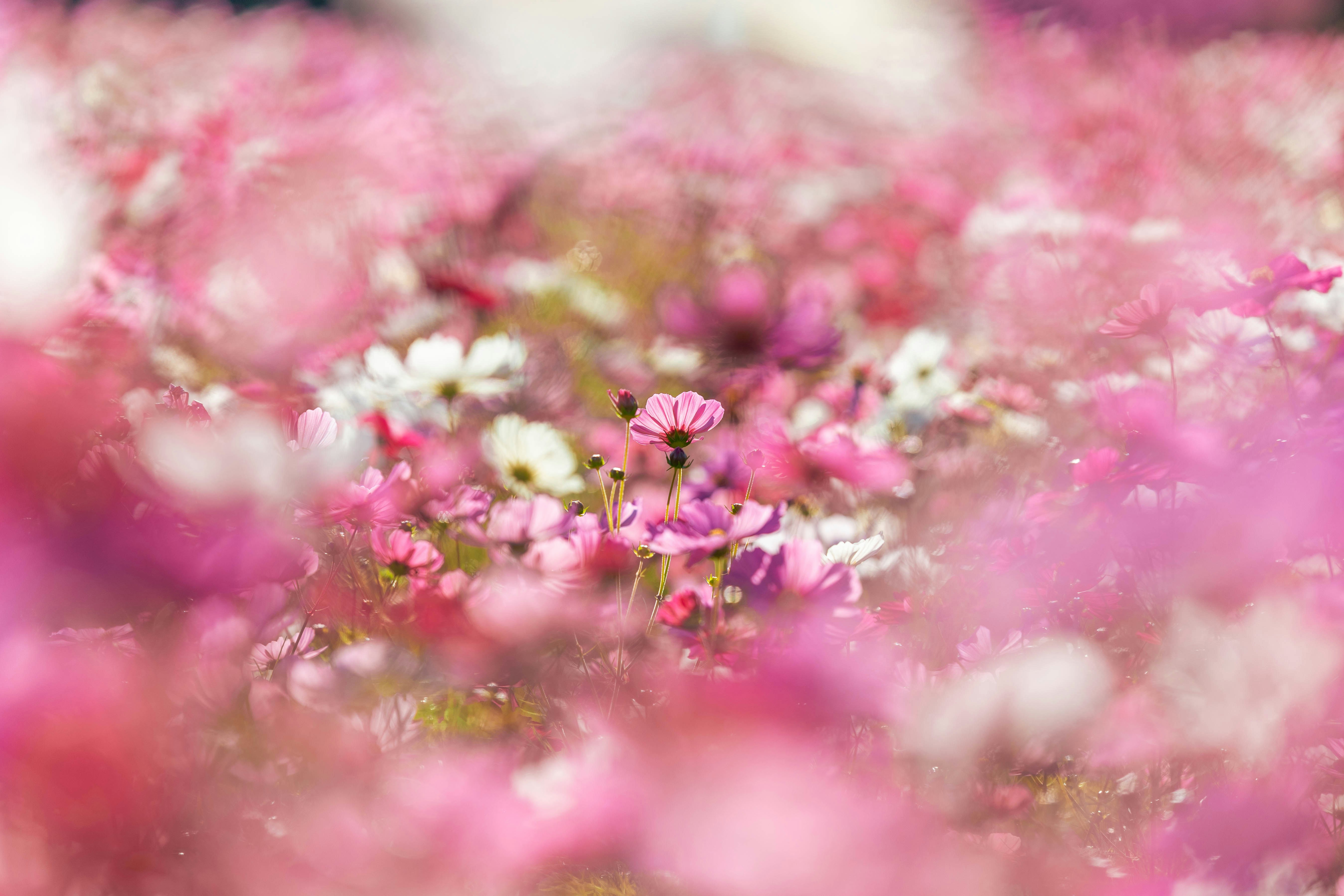 Photo by kamekichi_photos