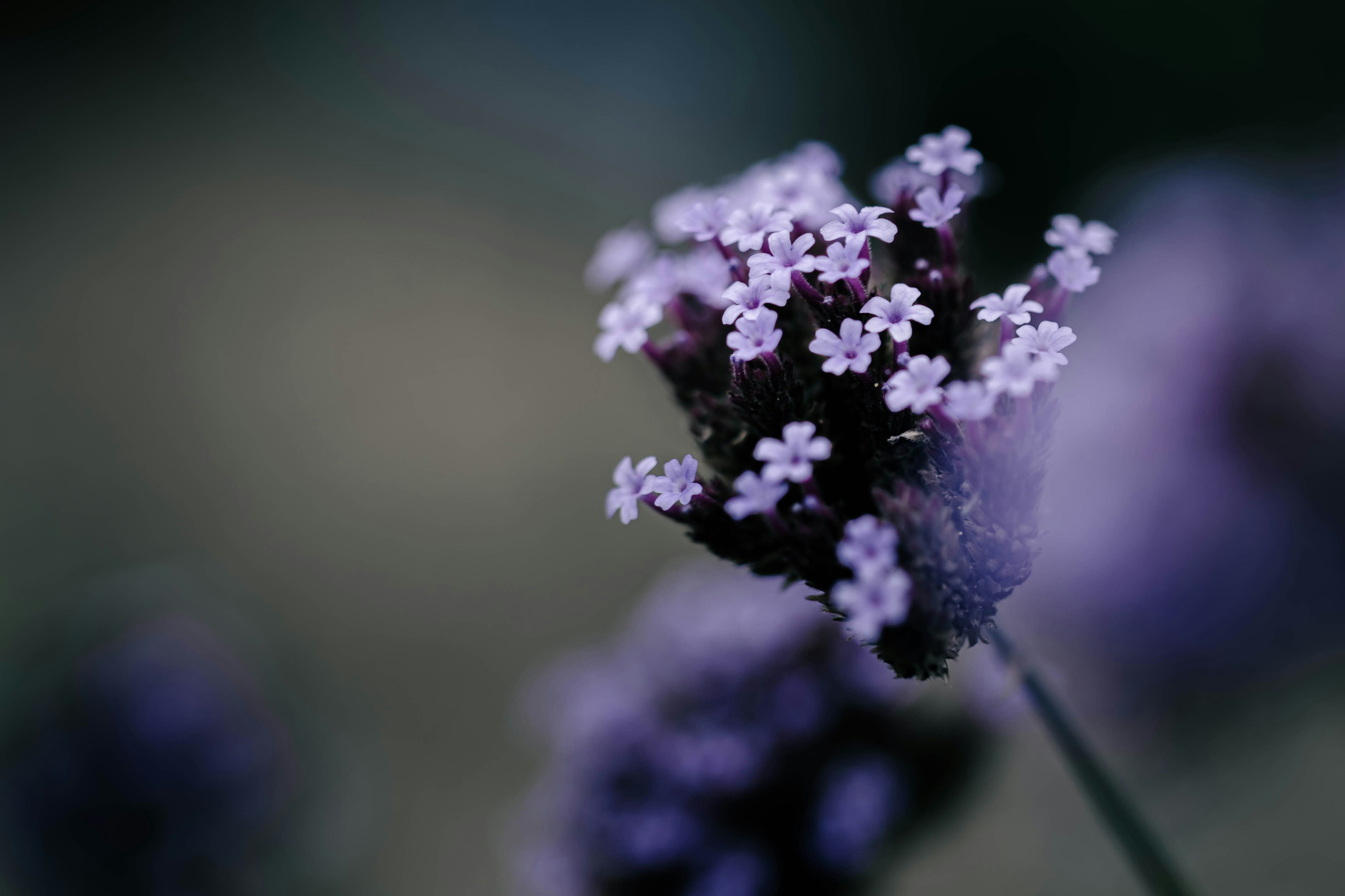 Photo by kamekichi_photos