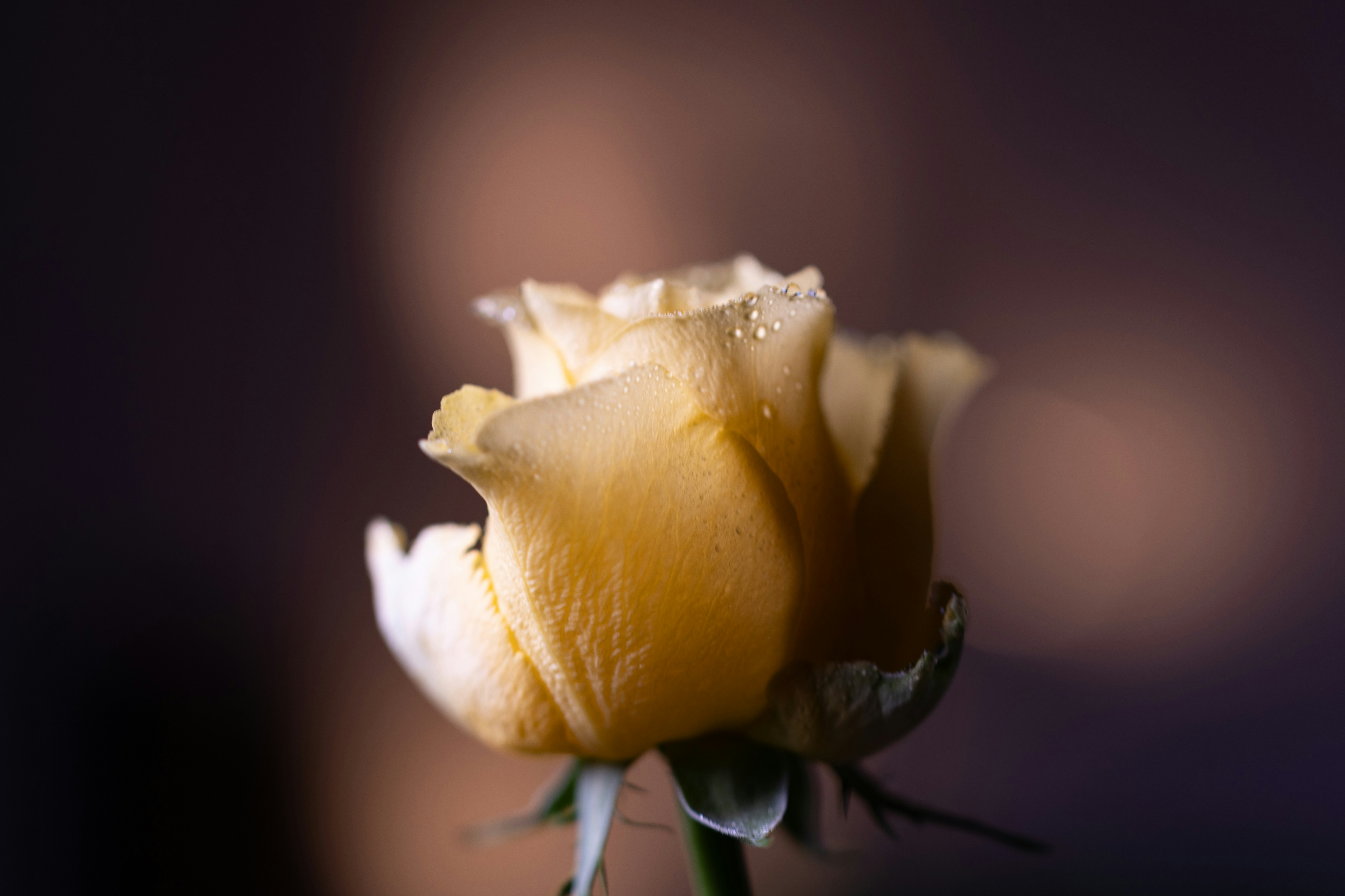 Photo by kamekichi_photos