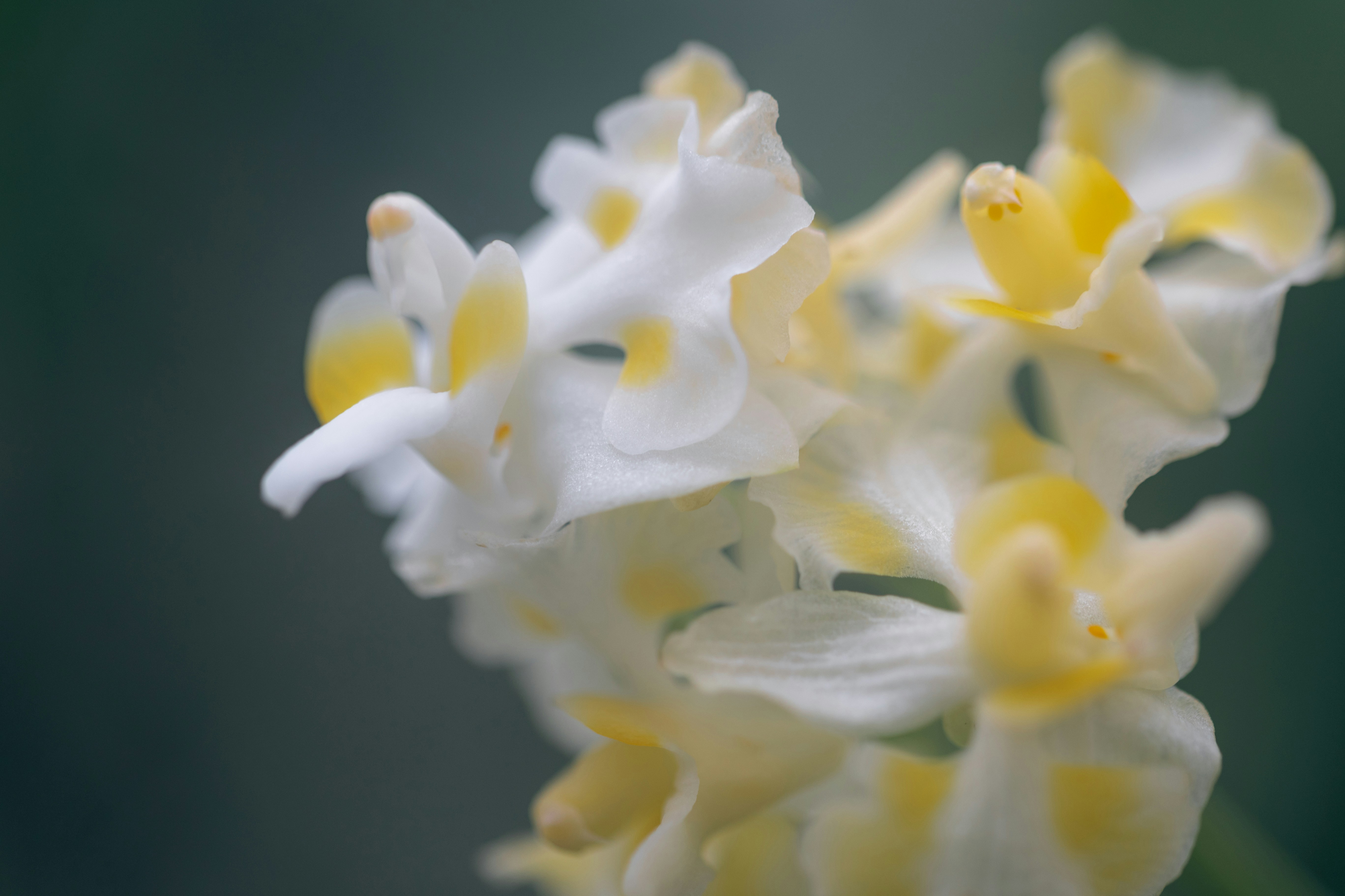 Photo by kamekichi_photos