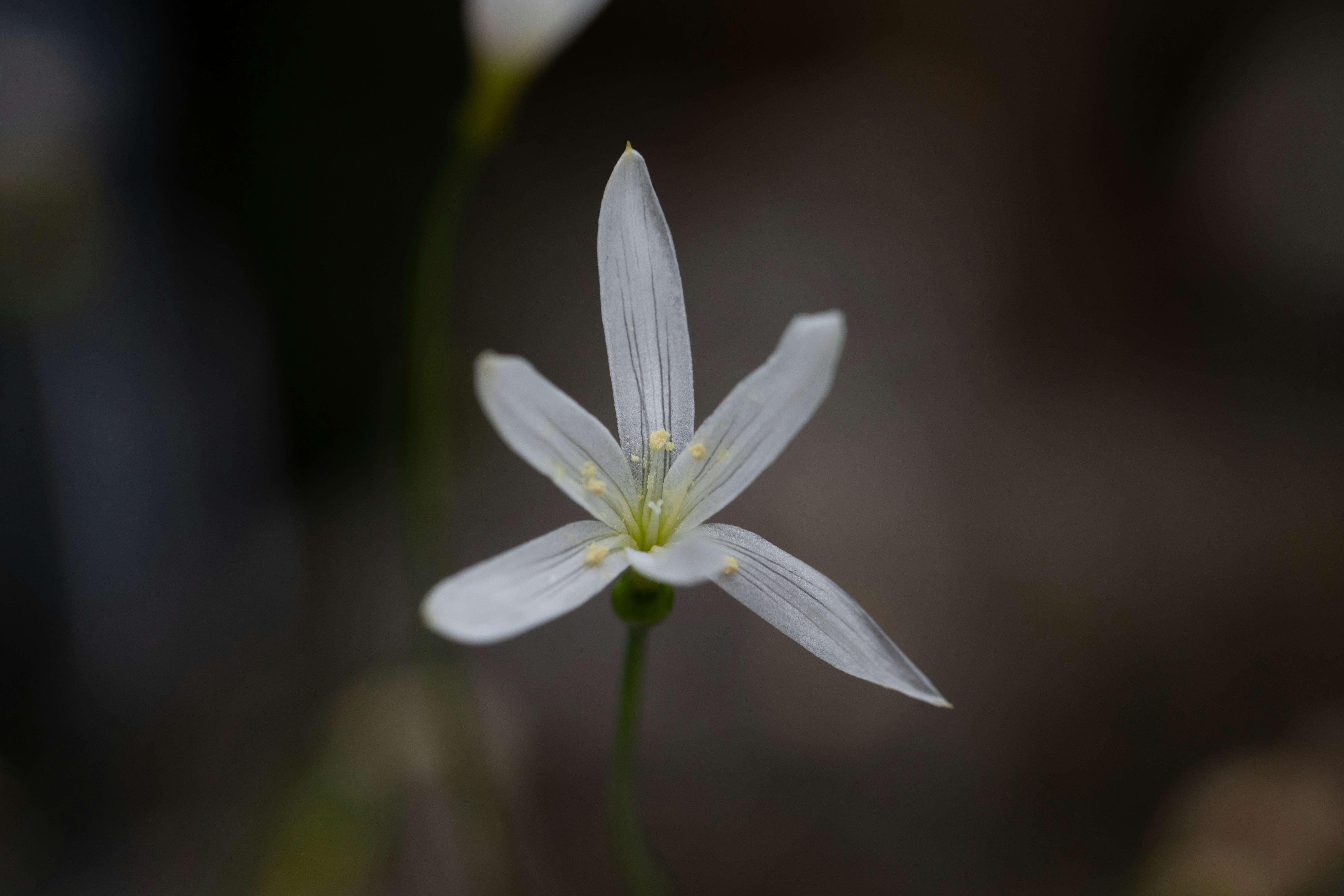 Photo by kamekichi_photos