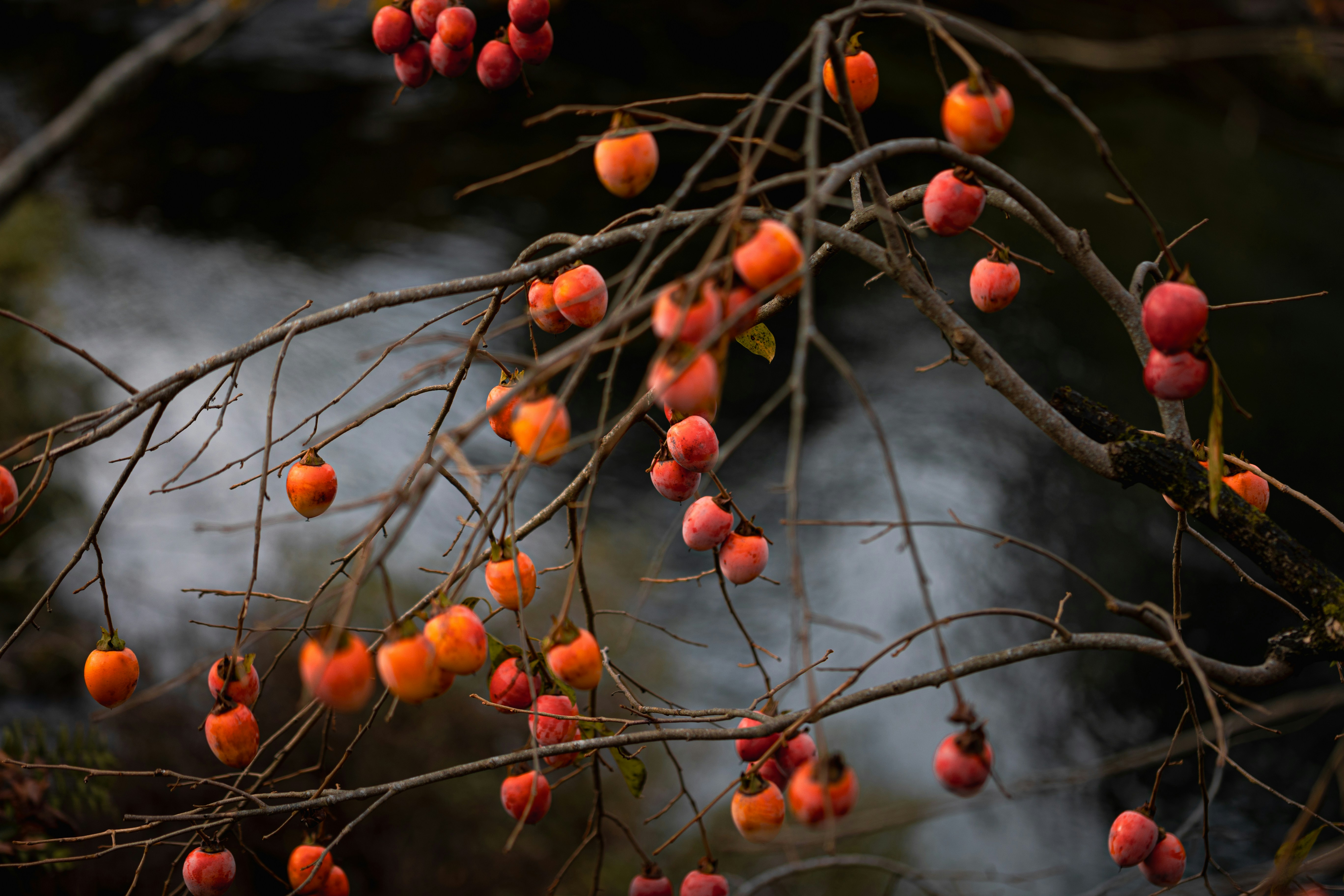 Photo by kamekichi_photos