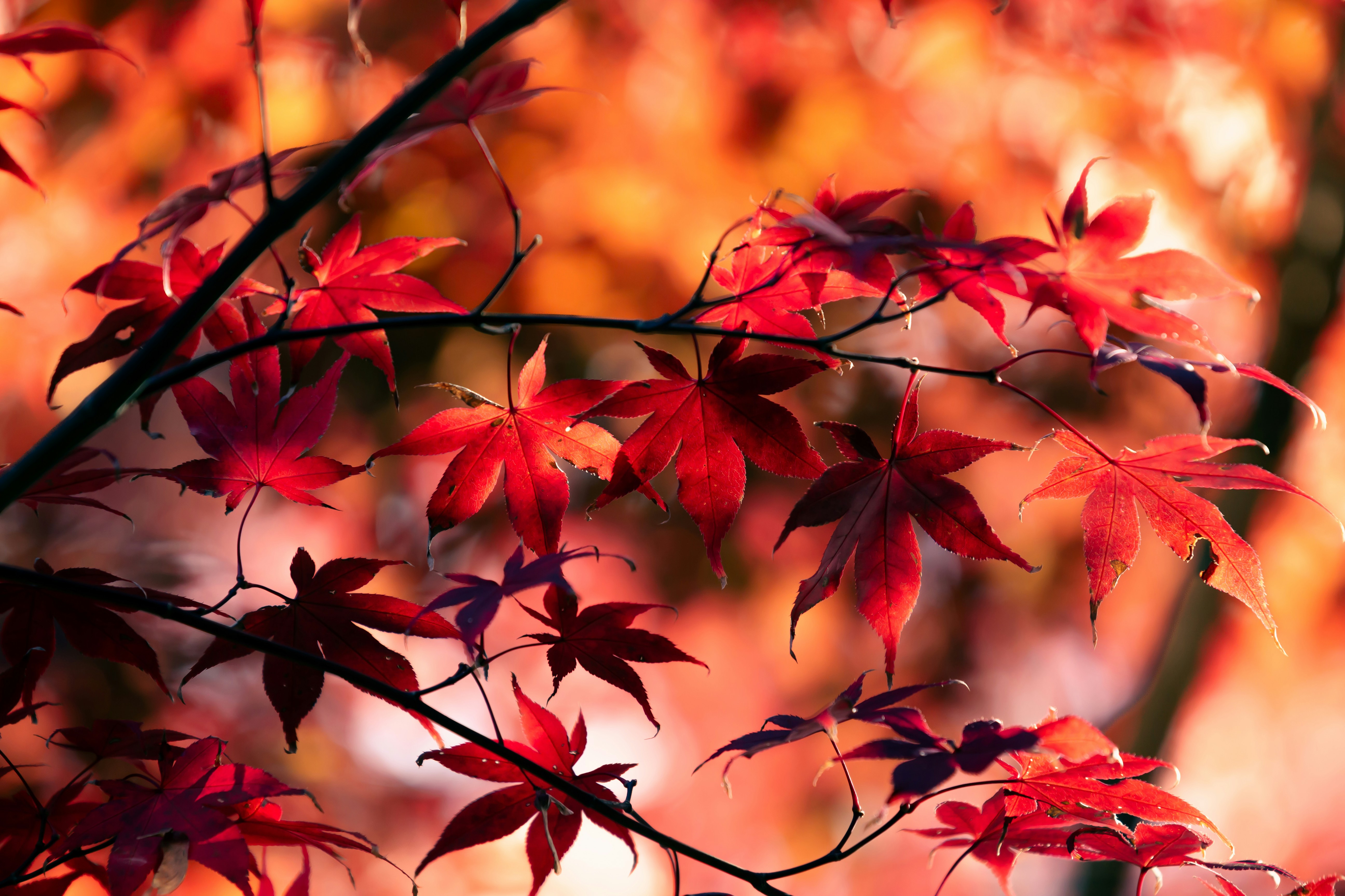 Photo by kamekichi_photos