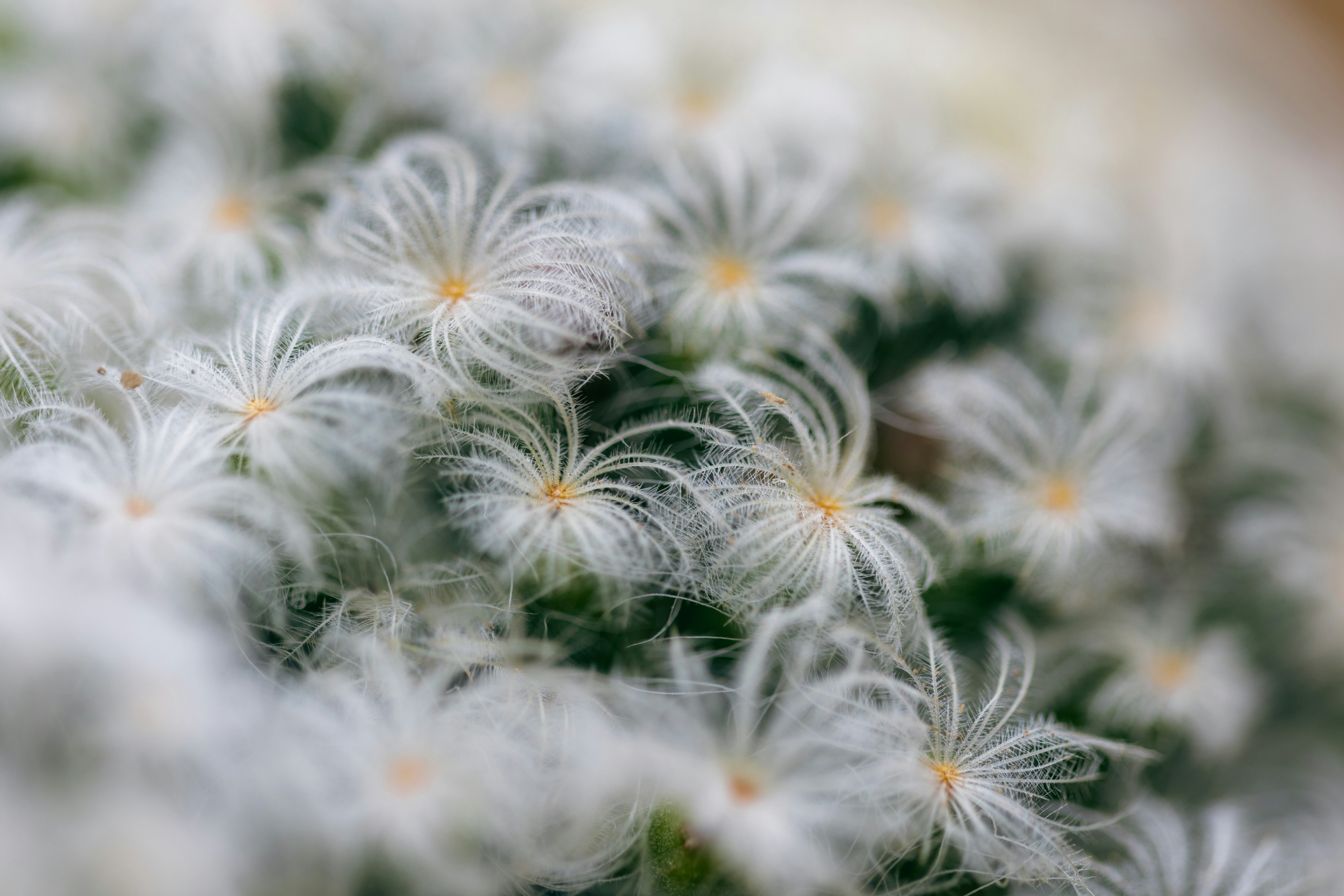 Photo by kamekichi_photos