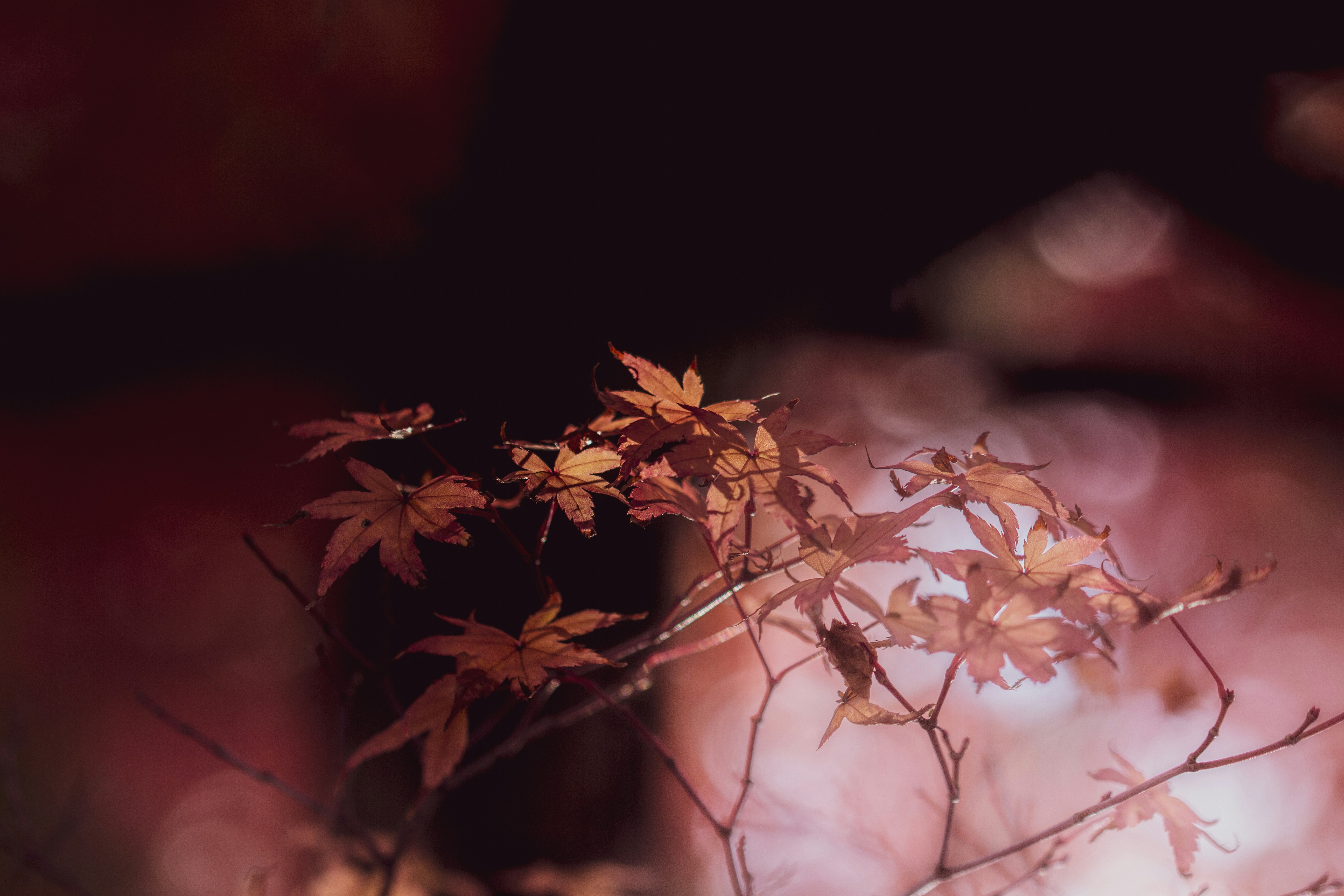 Photo by kamekichi_photos