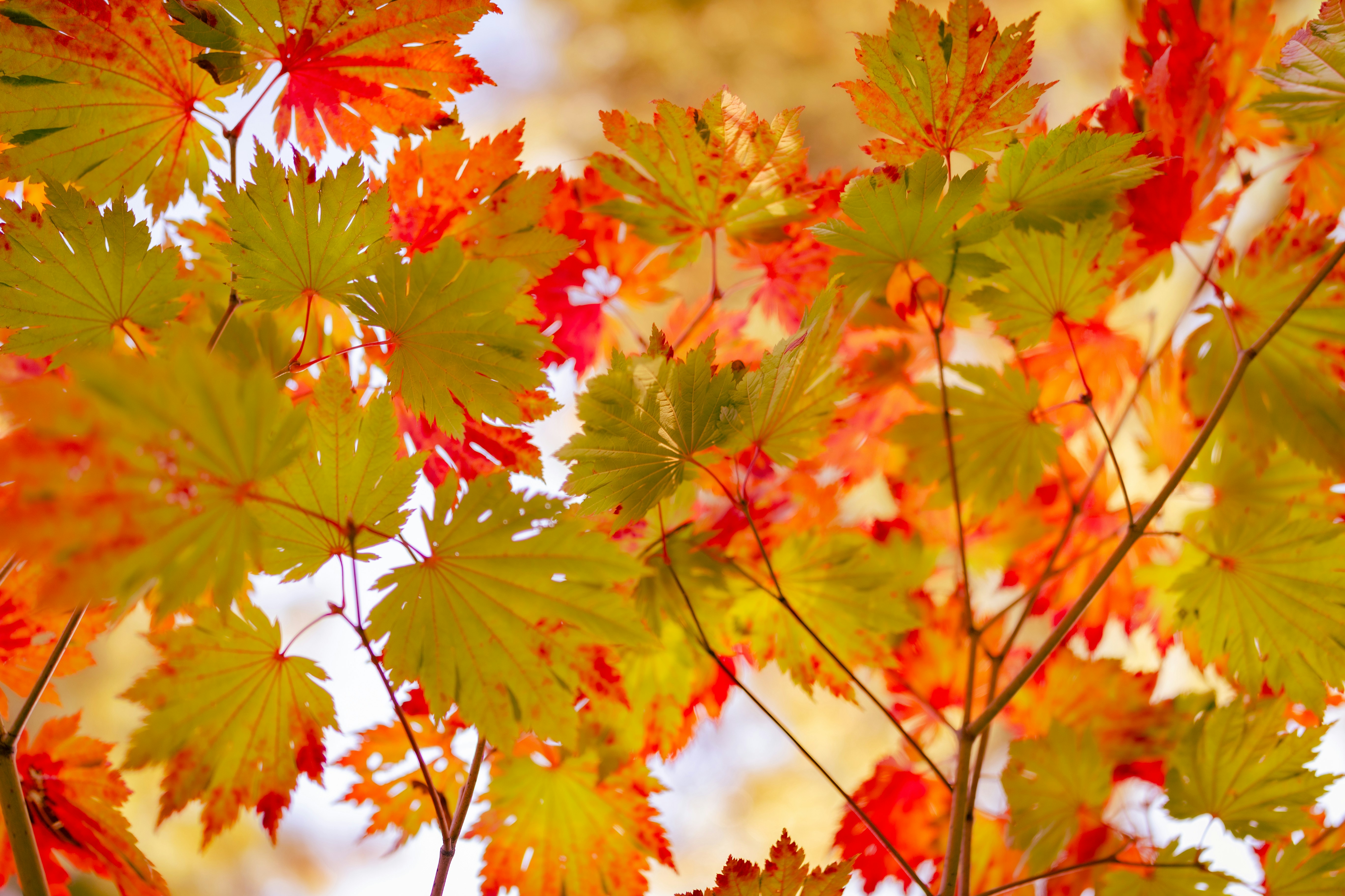 Photo by kamekichi_photos