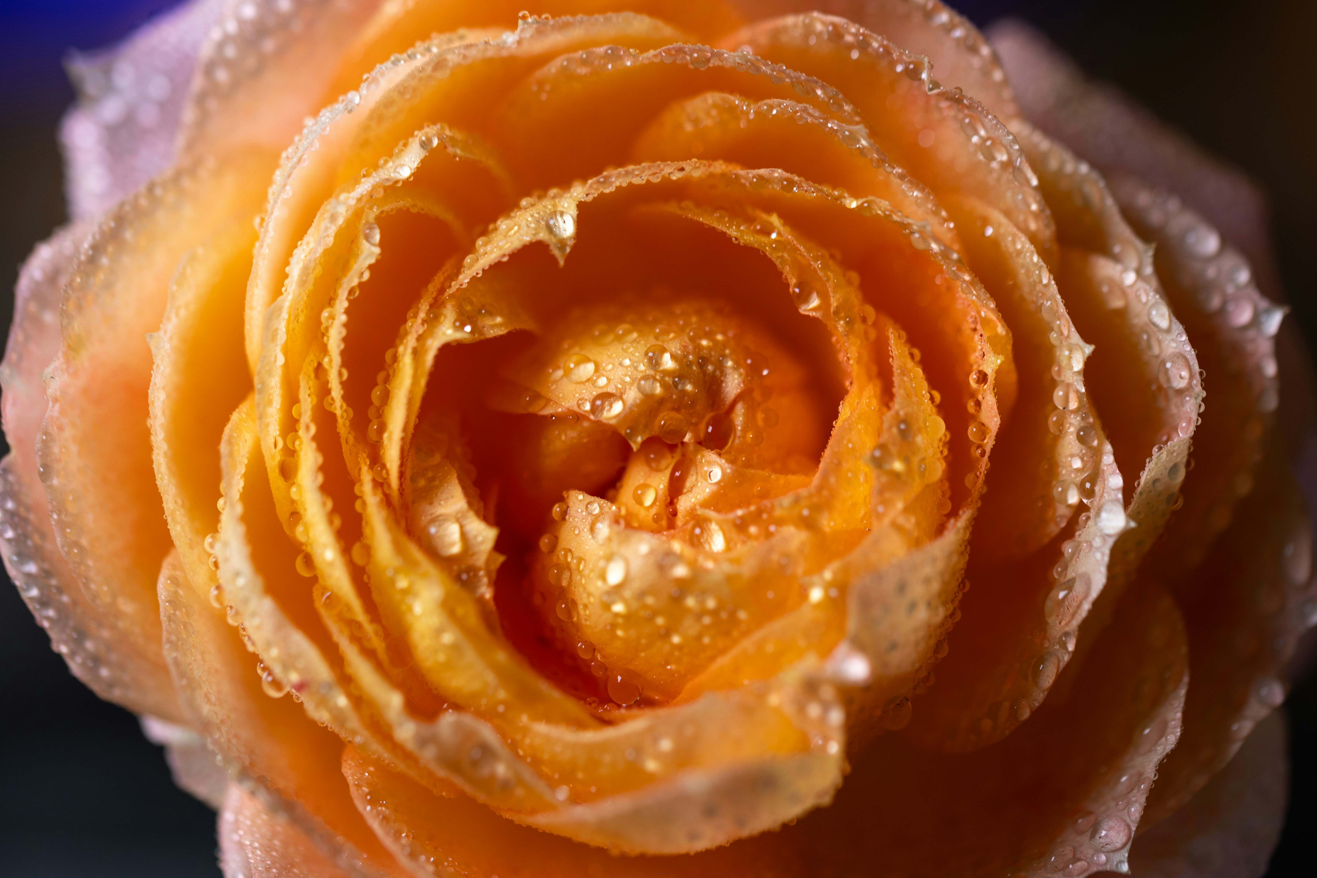 A yellow rose with water droplets on it