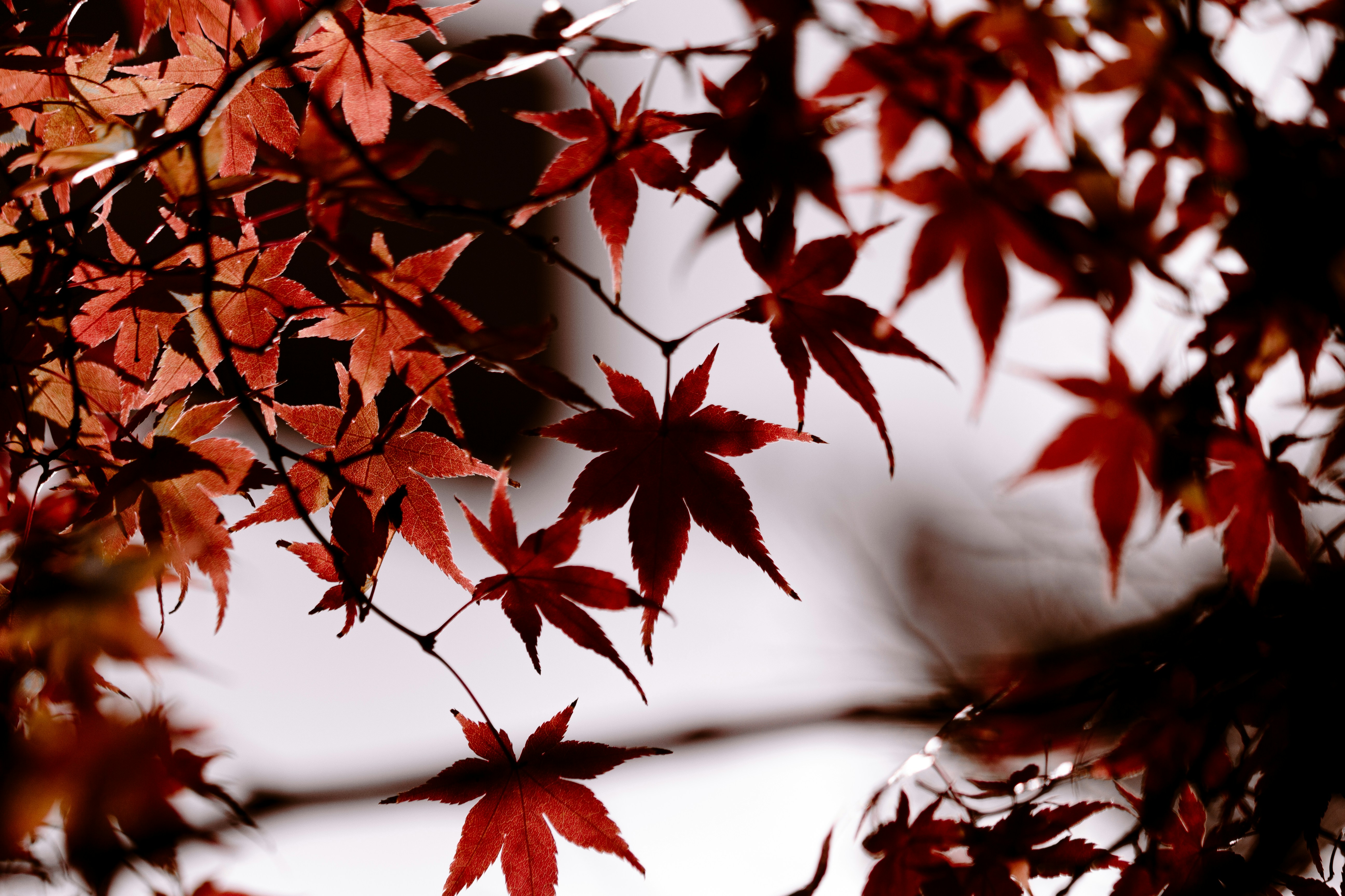 Photo by kamekichi_photos