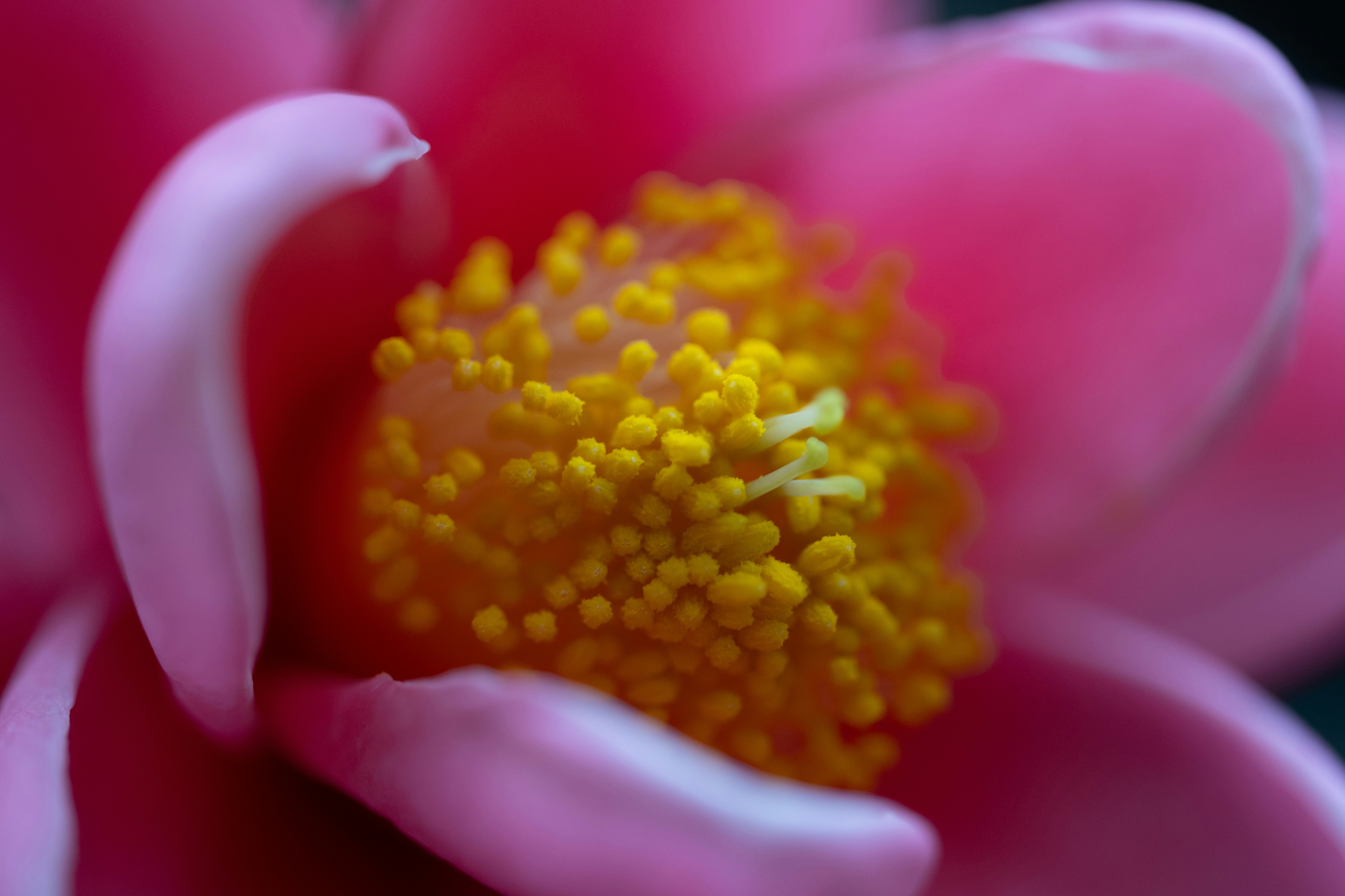 Photo by kamekichi_photos