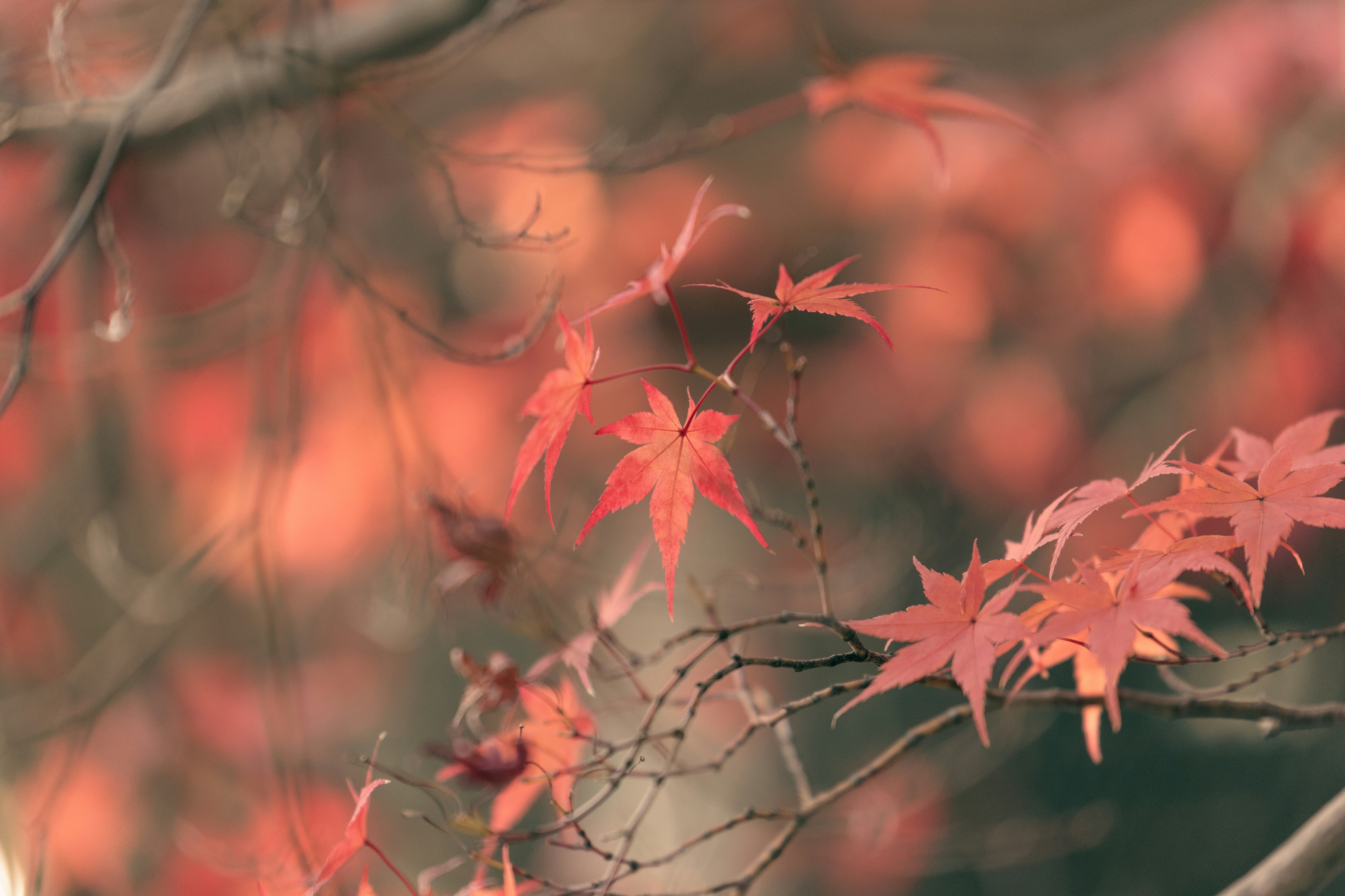 Photo by kamekichi_photos