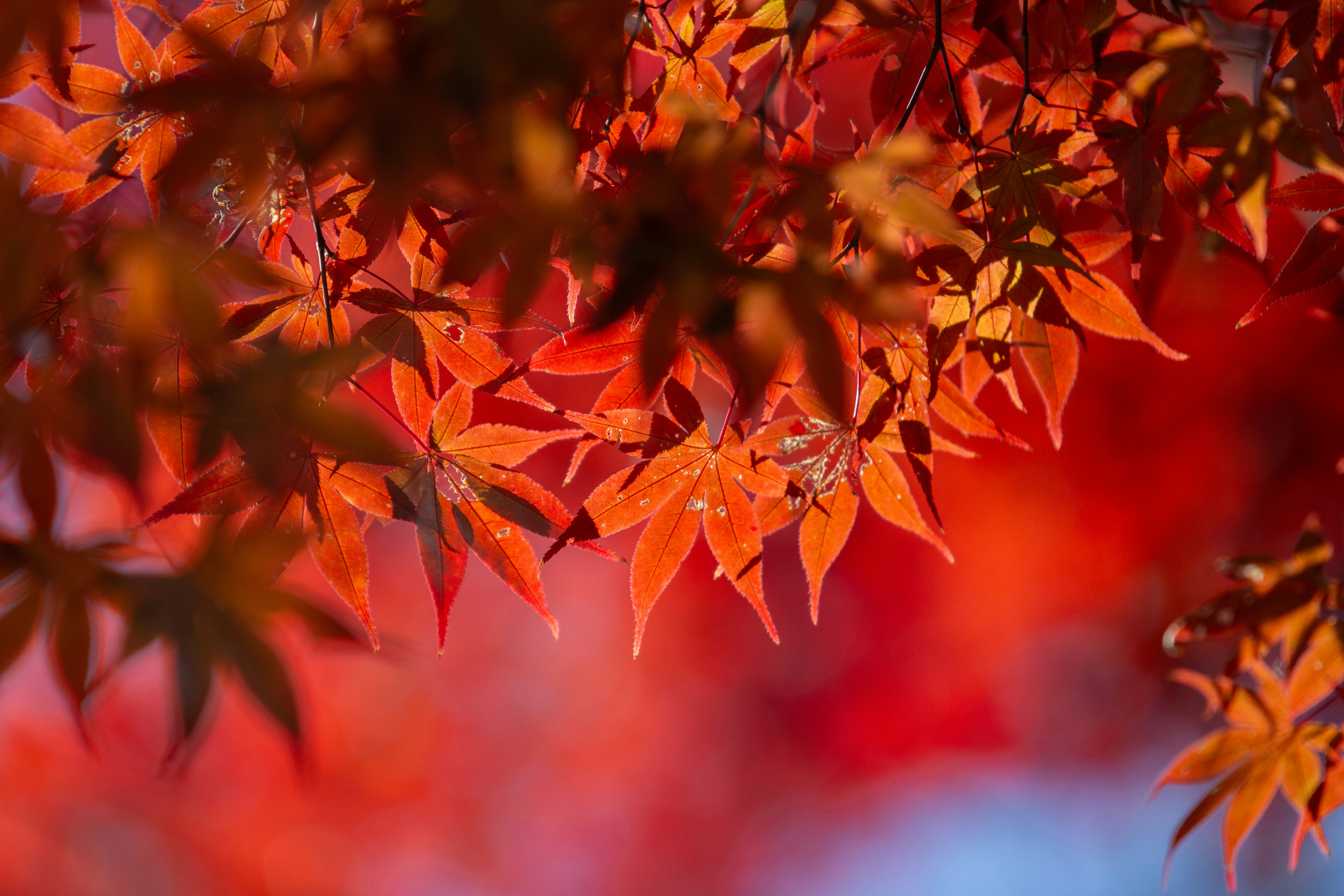 Photo by kamekichi_photos