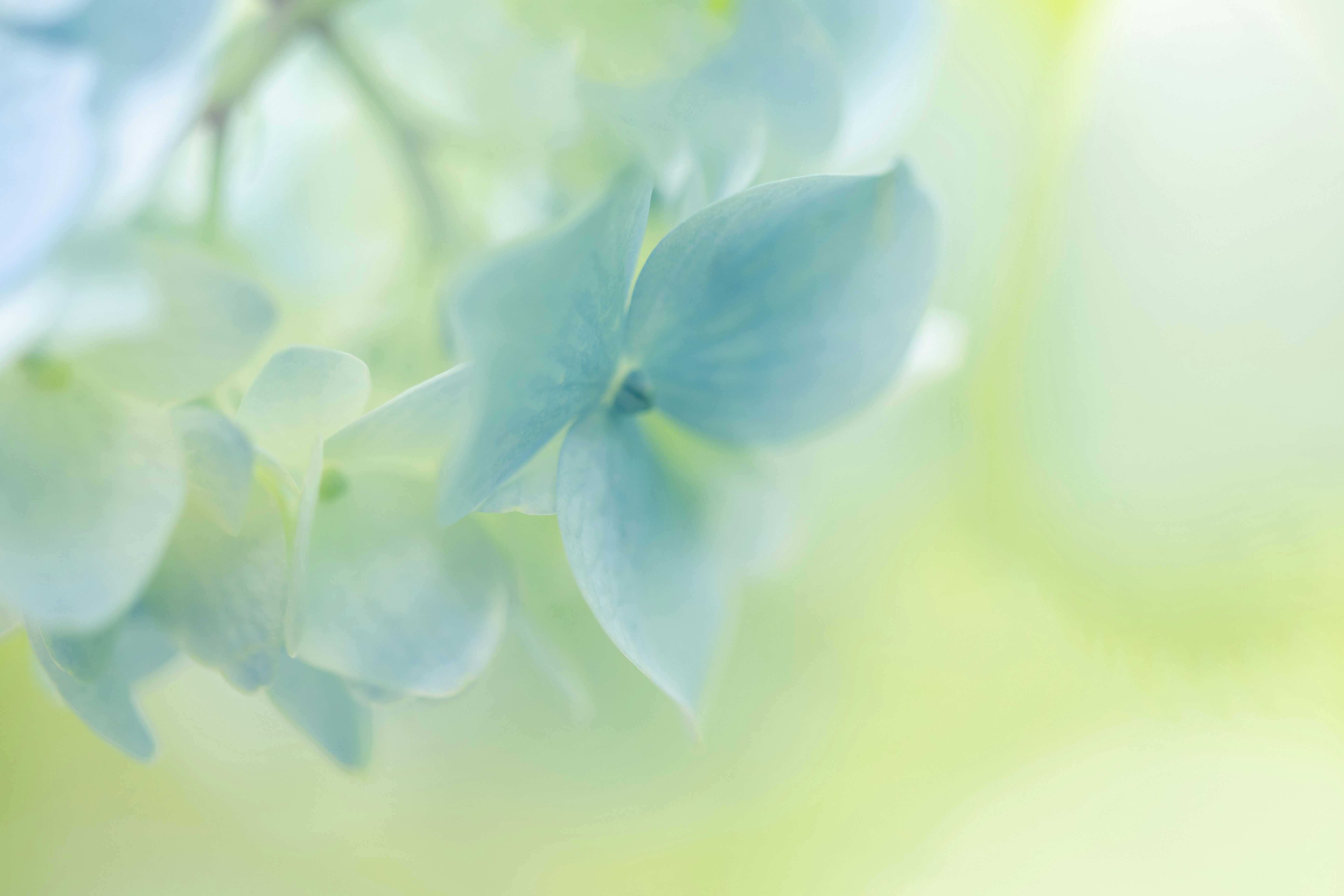 A blurry photo of blue flowers on a branch