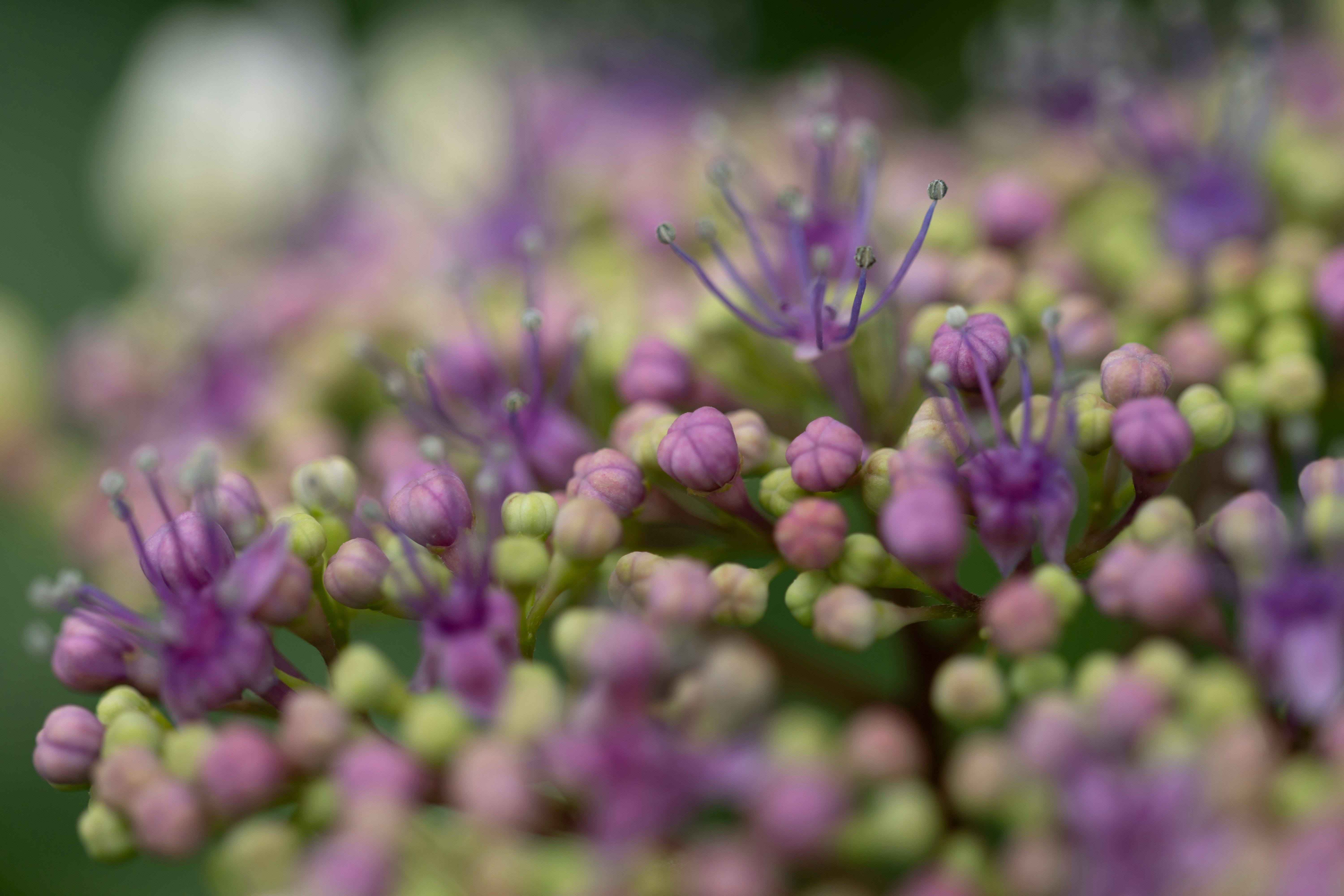 Photo by kamekichi_photos