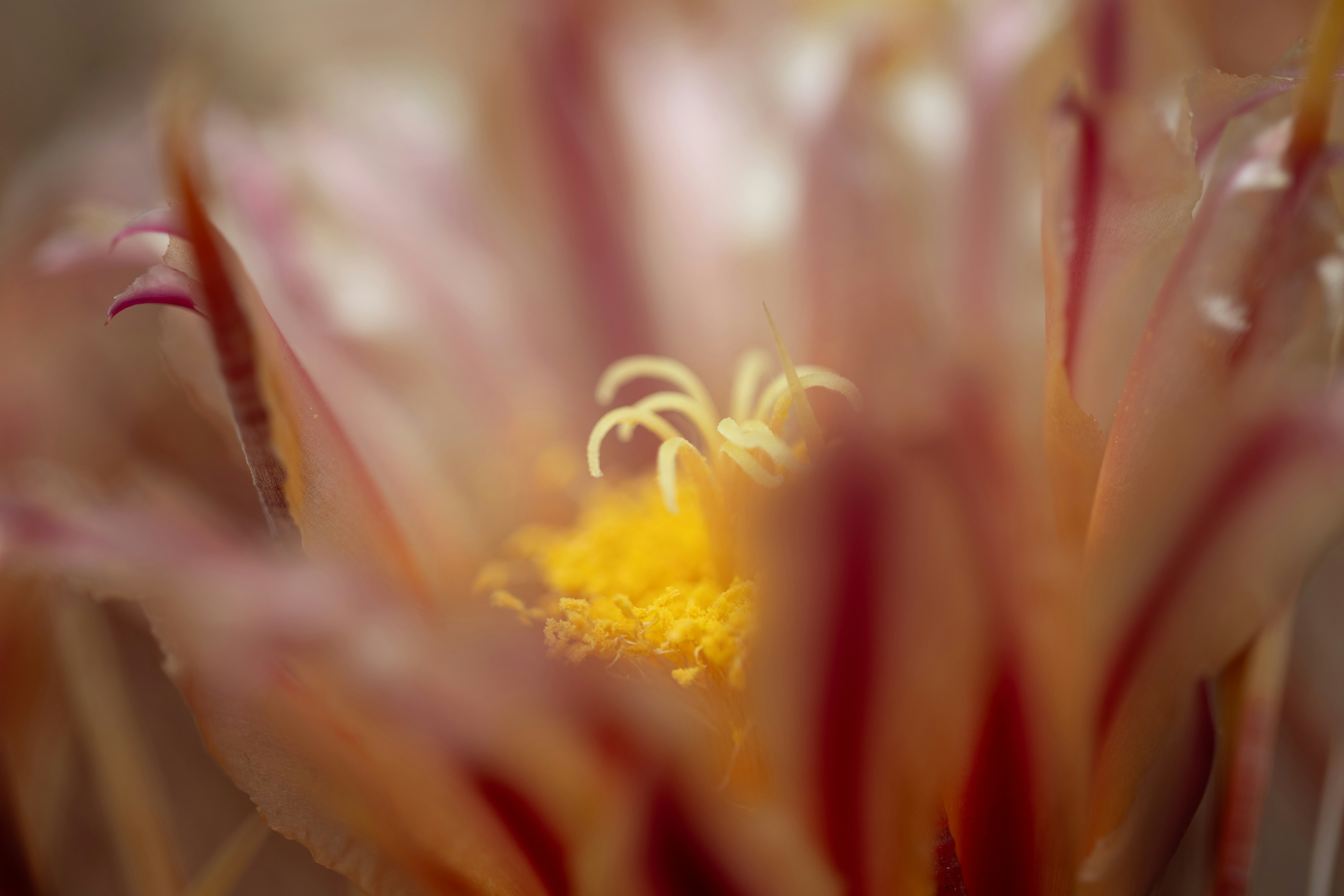 Photo by kamekichi_photos